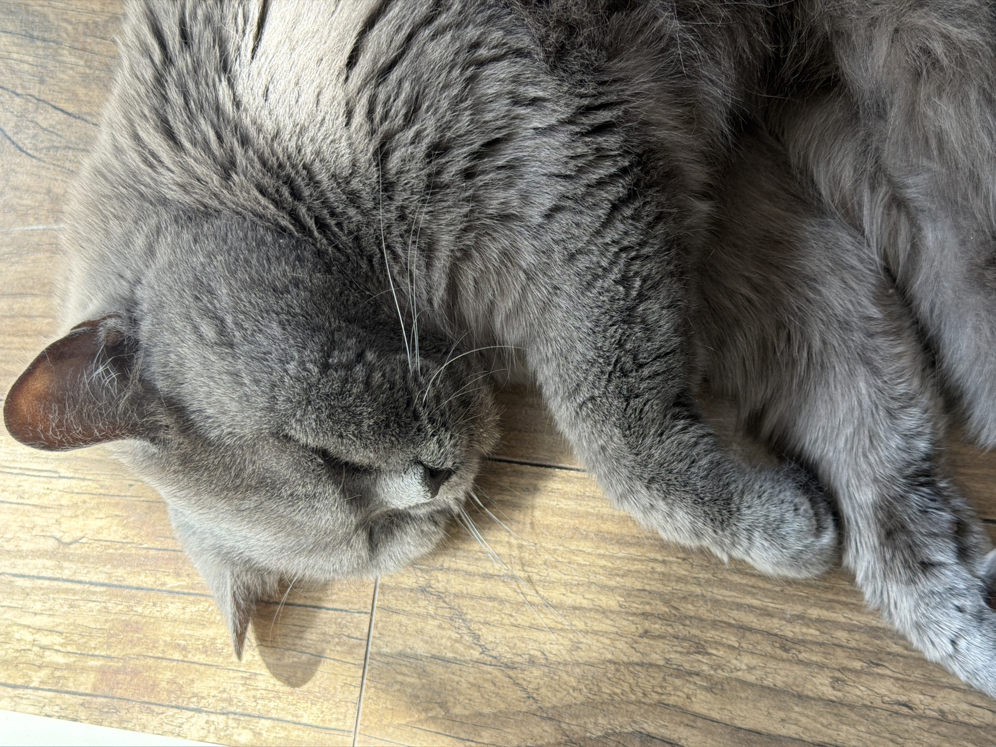 A medium-shot, high-angle photograph captures a gray long-haired cat sleeping on a wood-patterned surface. The cat is positioned with its head to the left, and its body extends towards the right. The cat's fur is detailed, showing variations in gray tones. The background is a floor with a wood-grain pattern. The scene is bathed in soft, diffused natural light. There are no people visible. The location is indeterminate; the scene could not be verified to have taken place in Riga, Latvia.