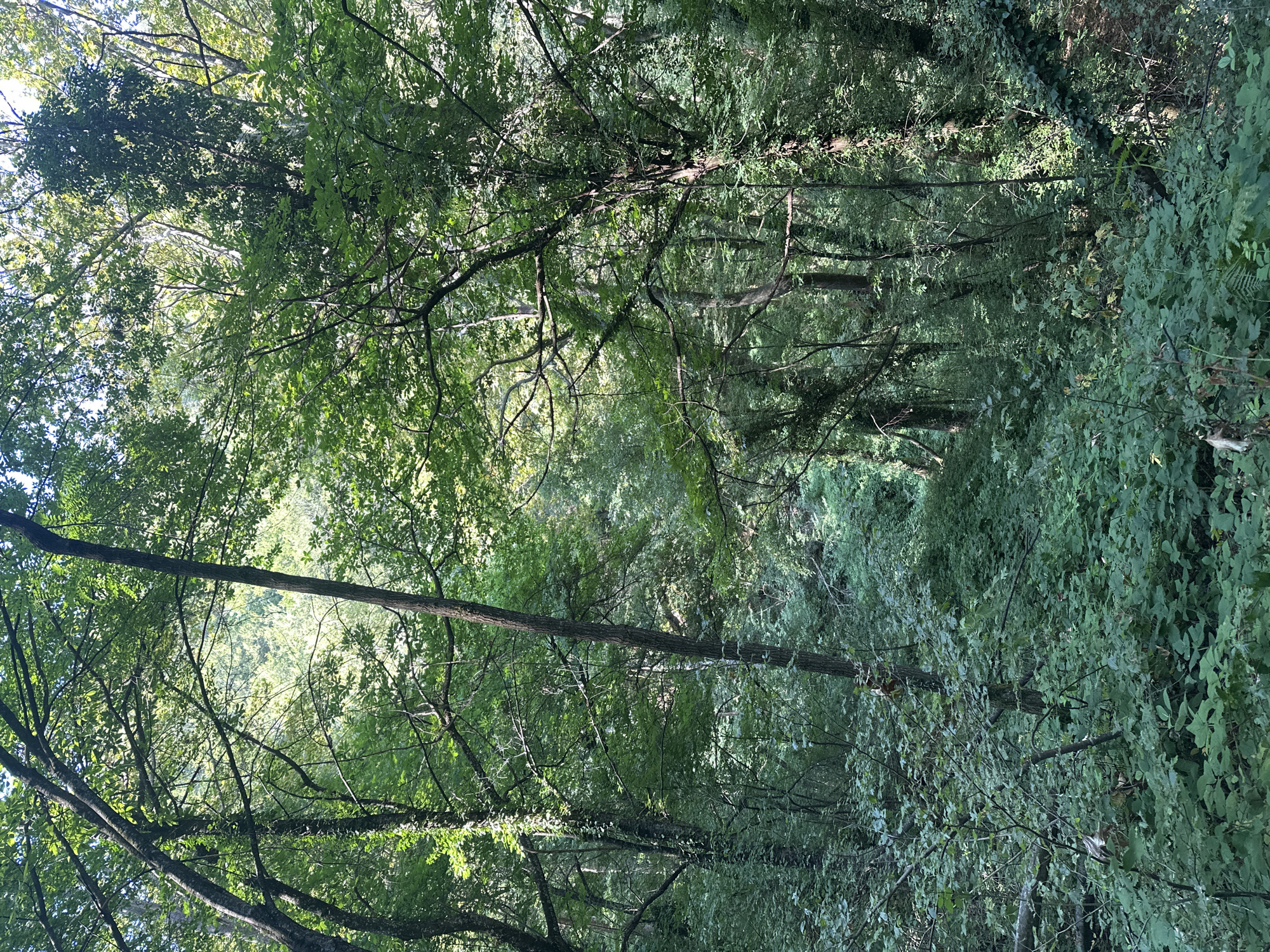 The image depicts a dense forest scene with trees and undergrowth. The lighting suggests it is daytime, with sunlight filtering through the canopy, creating dappled light and shadows. The foliage is predominantly green, indicating a temperate climate. There are no visible people or animals. The location is identified as a forest in Samuilovo, Bulgaria. The environment is natural, with no man-made structures or alterations immediately apparent within the frame. The terrain appears to be uneven, with a noticeable slope implied by the way the vegetation is distributed. The vegetation consists of various trees with varying trunk thickness and branching patterns, as well as a thick carpet of smaller plants and leaves on the forest floor. Some trees are covered in ivy or other climbing plants.
