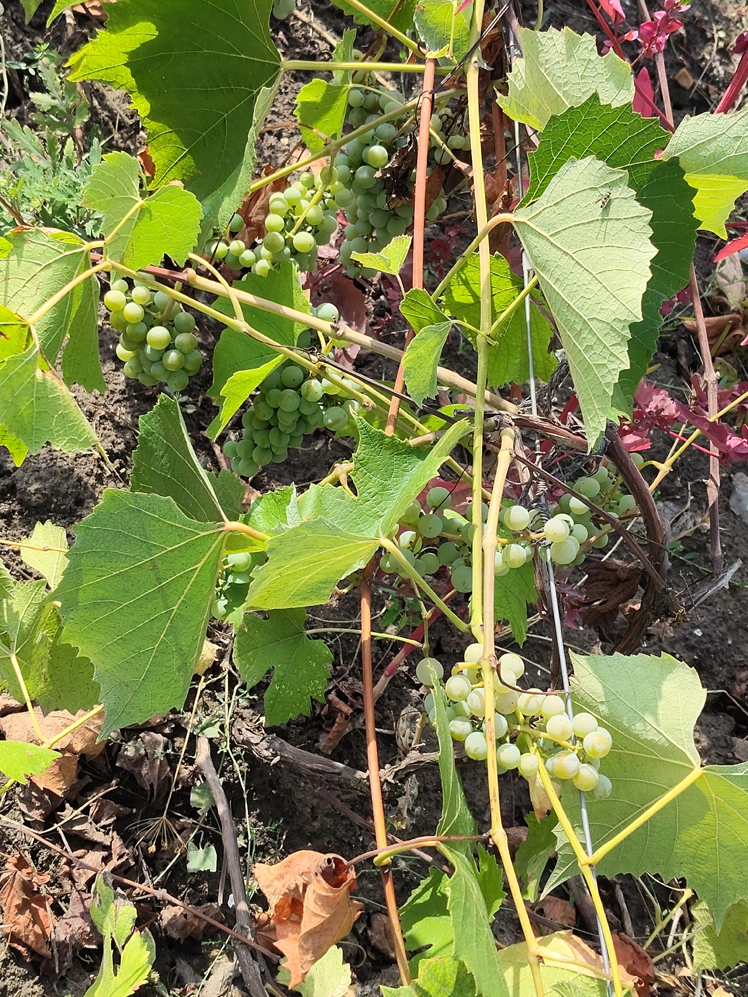 The image shows a close-up view of a grape vine with unripe, pale green grapes and large, green leaves. The vine is supported by thin stakes. The ground beneath the vine is dark soil with some dry leaves and sparse vegetation. The lighting suggests it is daytime, with sunlight filtering through the leaves, casting shadows. No people are visible in the image. The scene appears to be in an outdoor garden or vineyard setting.