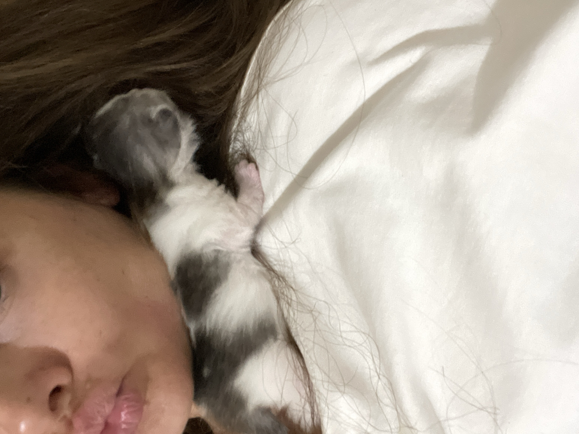 A close-up, eye-level shot shows a person's face and shoulder, with a newborn kitten nestled against their neck and shoulder. The person's mouth and nose are visible, with lips slightly parted. The kitten, with grey and white markings, is curled on the person's shoulder, its head turned away from the camera. The person's long, brown hair is also visible, framing the scene. The background consists of white fabric, likely clothing or bedding, with some strands of hair scattered across it. The image appears to be taken indoors. The location in the city of Заречный, Russia is not discernible from the image.