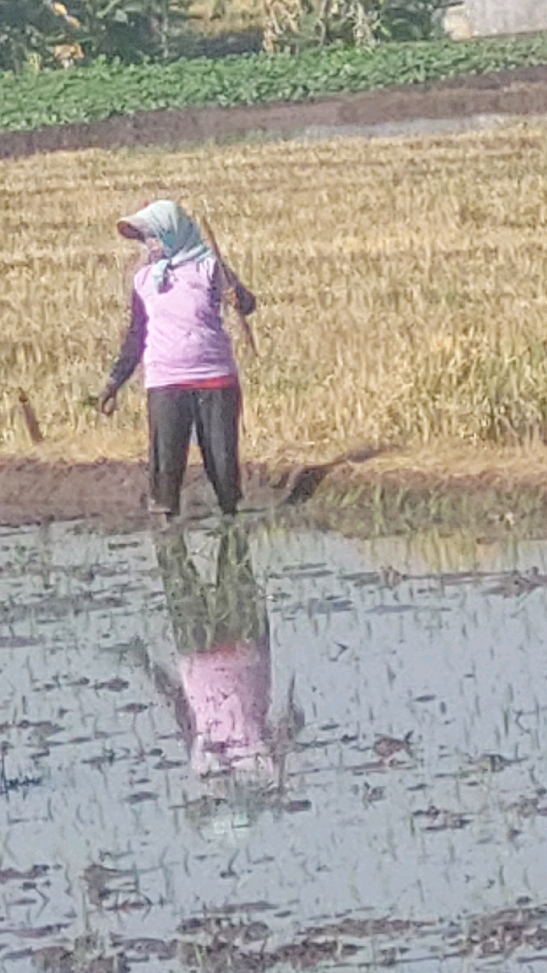 In Babadan, Indonesia, a lone individual, likely a farmer, stands in shallow water amidst a rice paddy. The person is wearing a light purple long-sleeved shirt, dark pants, and a light blue headscarf. They are holding a long, slender object, possibly a tool for working the field. The water reflects the person's image and the surrounding dry stalks of a harvested field, which is adjacent to a patch of green vegetation in the background. The sun appears to be casting a warm glow on the scene.