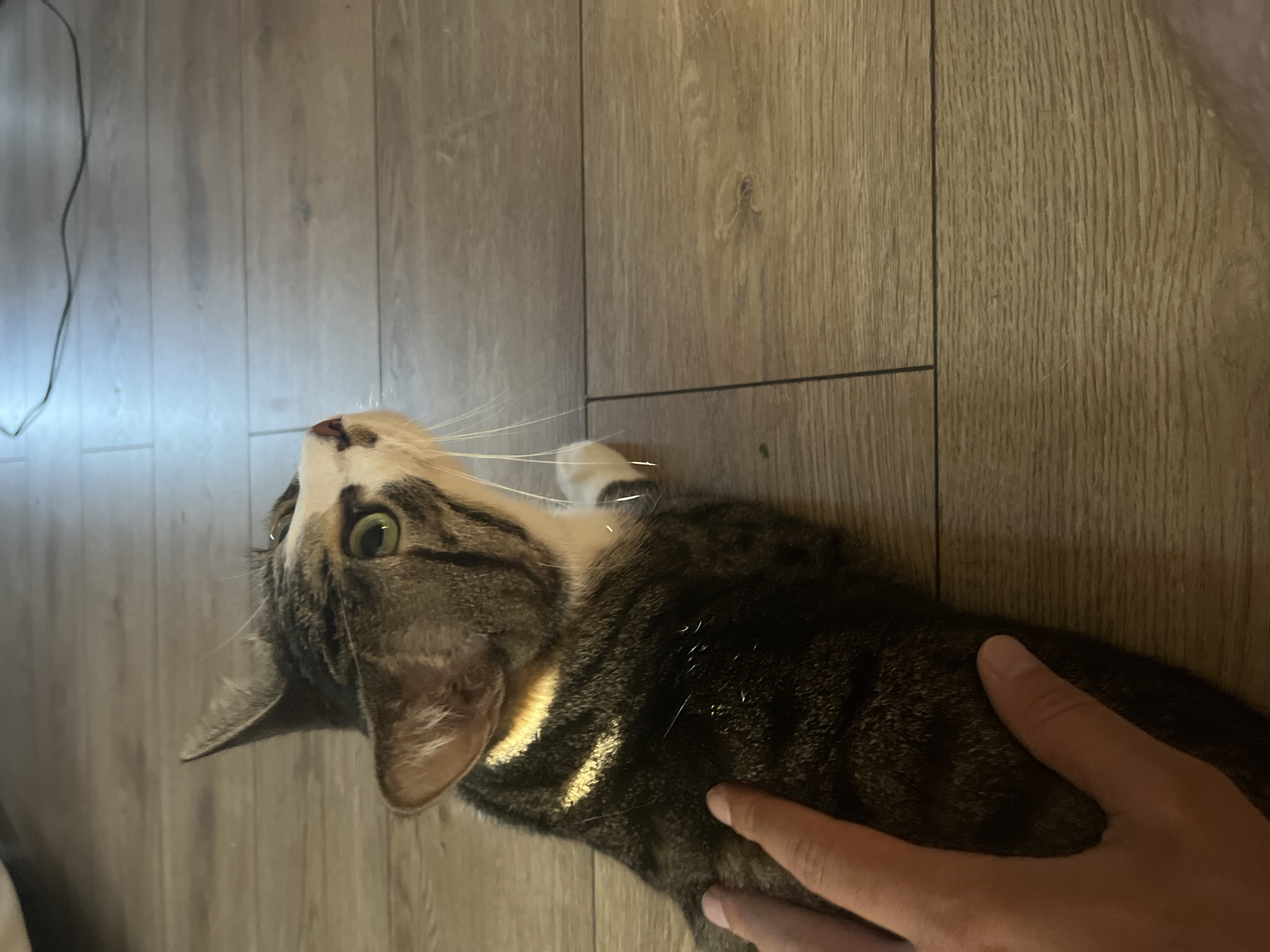 A tabby cat is lying on a wooden floor. A human hand is gently petting the cat's back. The cat has green eyes and is looking upwards. A black wire is visible on the floor in the background. The scene is indoors, possibly in a residential setting. The image does not contain any information that would indicate a location in Fresnes, France.