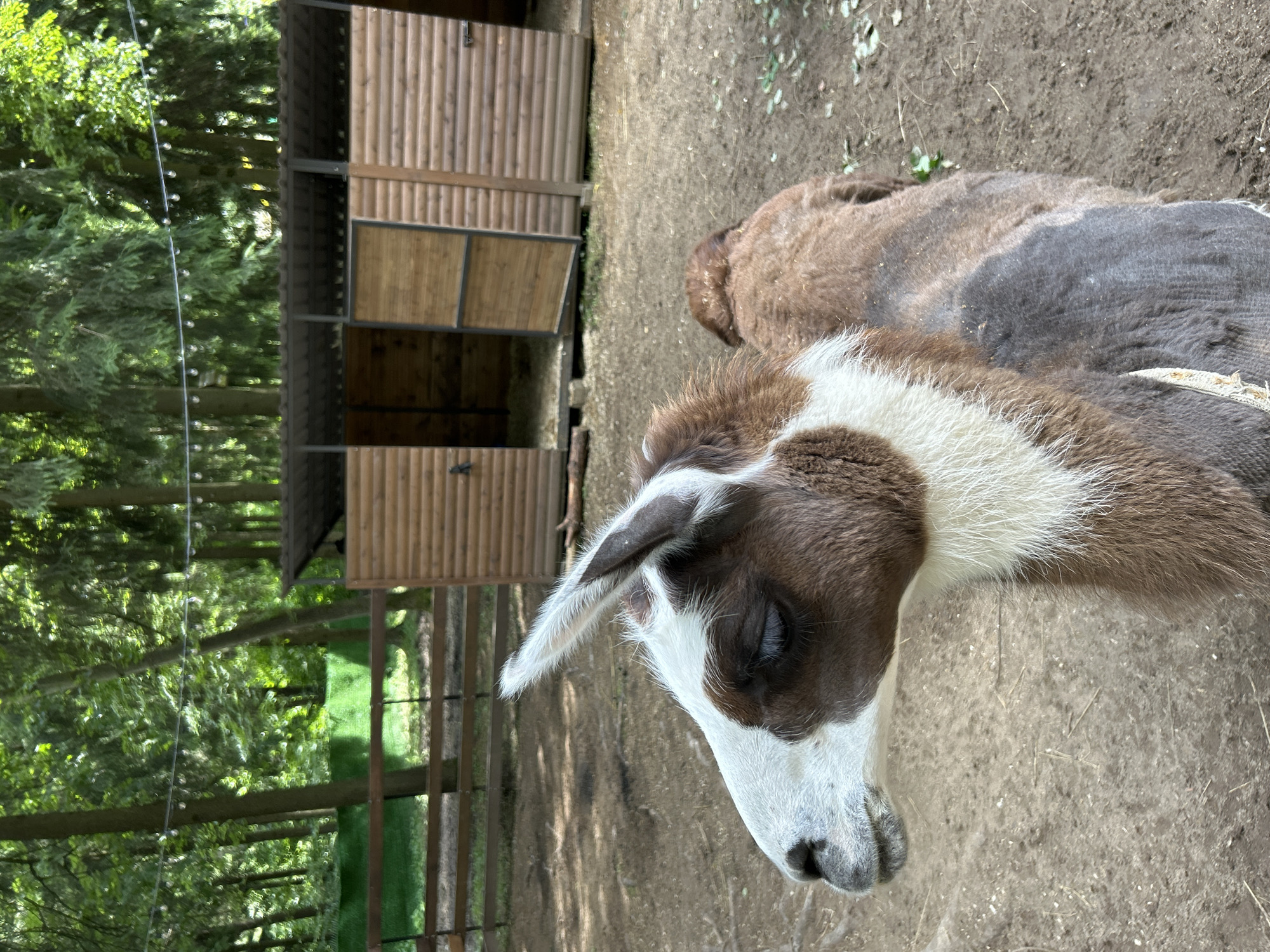 The image shows a llama with brown and white fur, standing in an outdoor enclosure. The llama is facing left with its eyes closed. In the background, there is a wooden structure that appears to be a stable or shelter. Behind the stable, there are trees and lush greenery, suggesting a rural or park-like setting. The ground is covered in dirt and dry grass. The overall scene suggests a zoo, farm, or animal sanctuary located in the city of Vnukovo, Russia.