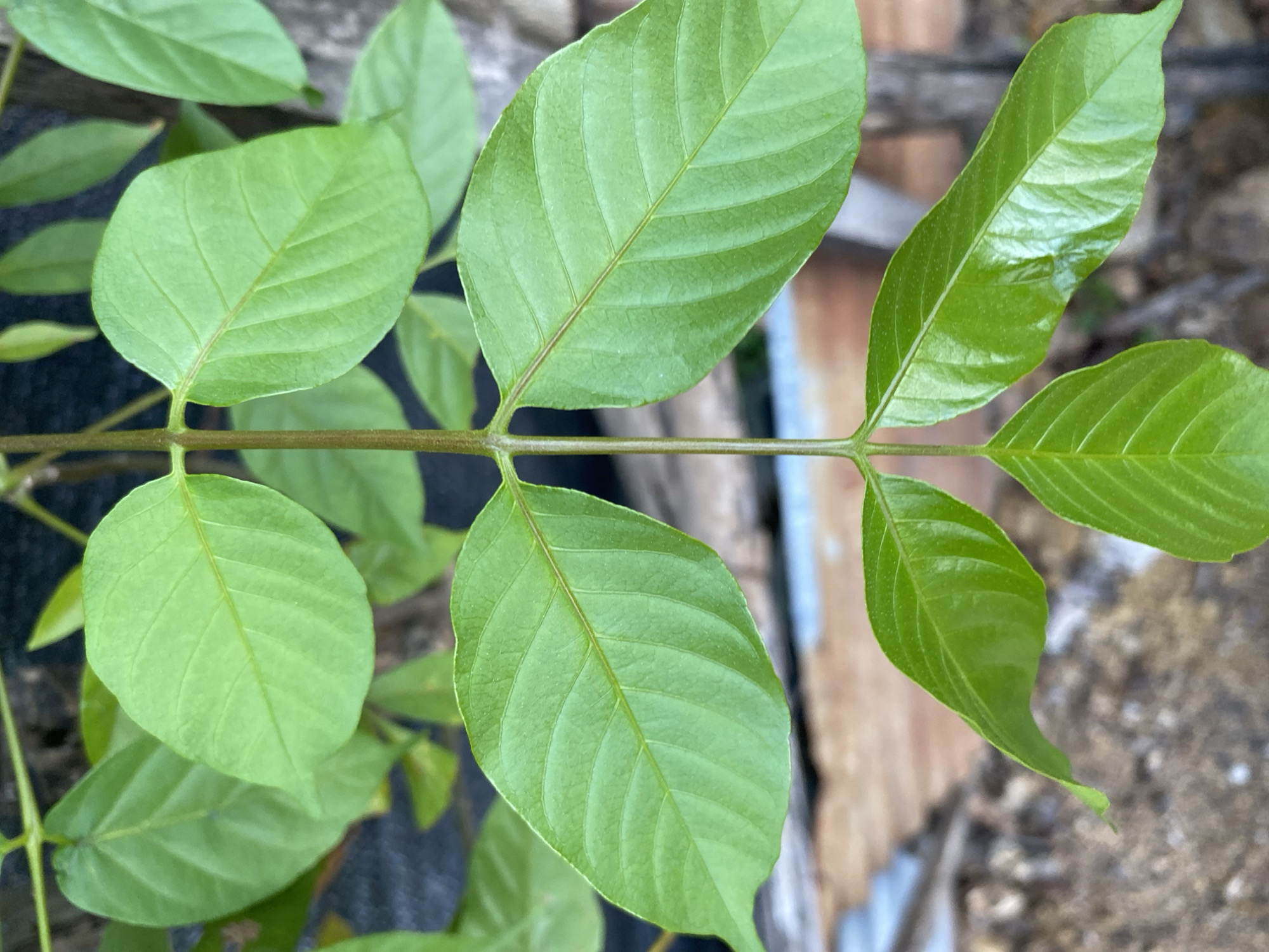 A close-up, eye-level shot showcases a plant stem with bright green leaves, arranged in pairs. The stem is slender and brown, with the leaves branching out opposite each other. The leaves themselves are ovate with serrated edges and prominent veins. The background is blurred, revealing earthy tones and hints of darker foliage. The image appears to be taken outdoors, likely in a garden or natural setting in Banda Aceh, Indonesia, where lush vegetation is common. No people or specific structures are visible, focusing solely on the intricate details of the plant.