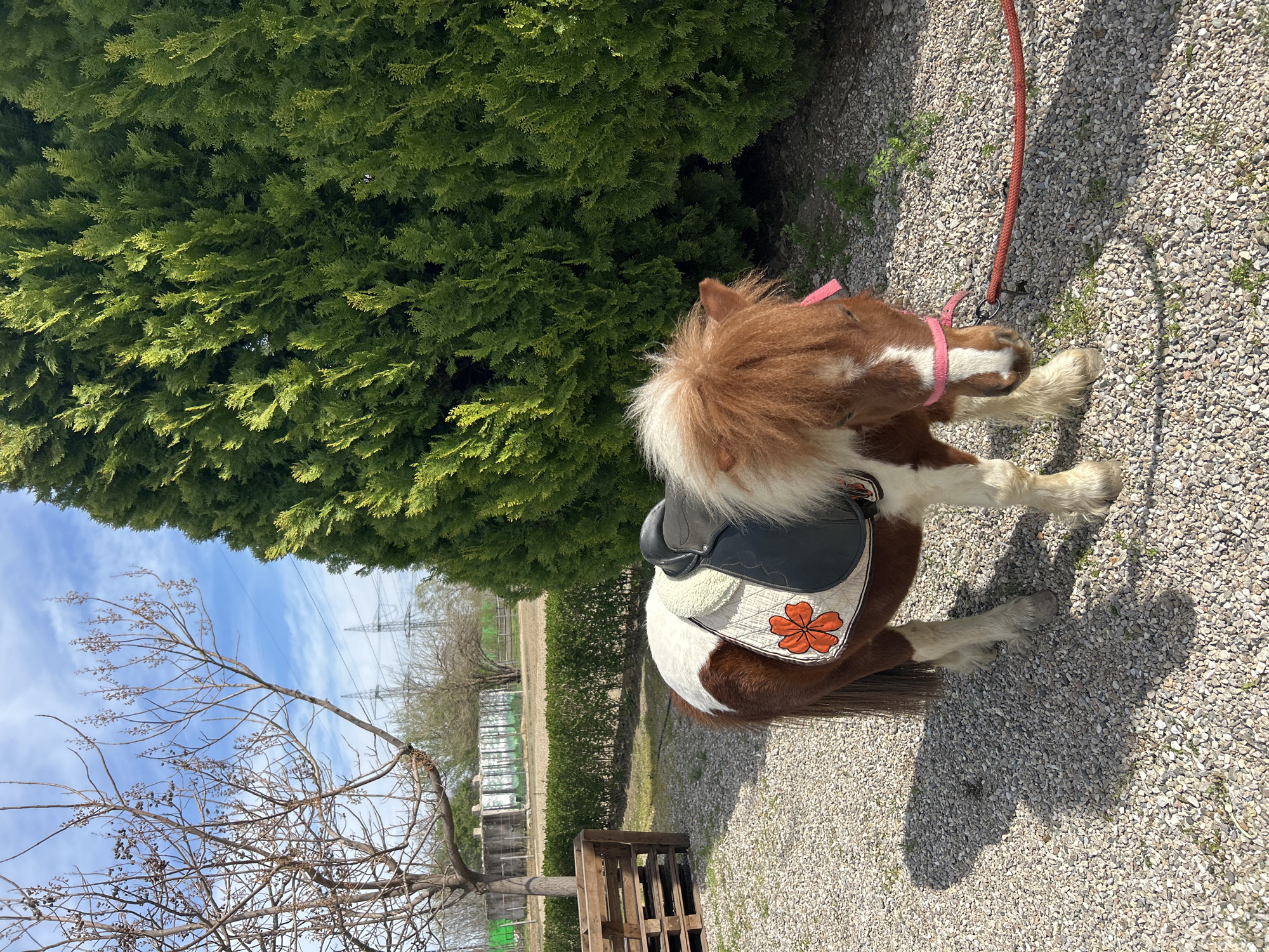 A saddled pony stands on a gravel surface next to a dense green bush. The pony has a brown and white coat, a brown mane with a white streak, a pink halter, and a black saddle with a white pad decorated with an orange flower. A red lead rope is attached to the halter. In the background, there is a leafless tree, a row of storage containers, and power lines against a blue sky with some clouds. A wooden pallet sits on the ground near the tree. The location is likely in or near Plovdiv, Bulgaria, given the prompt's instruction.