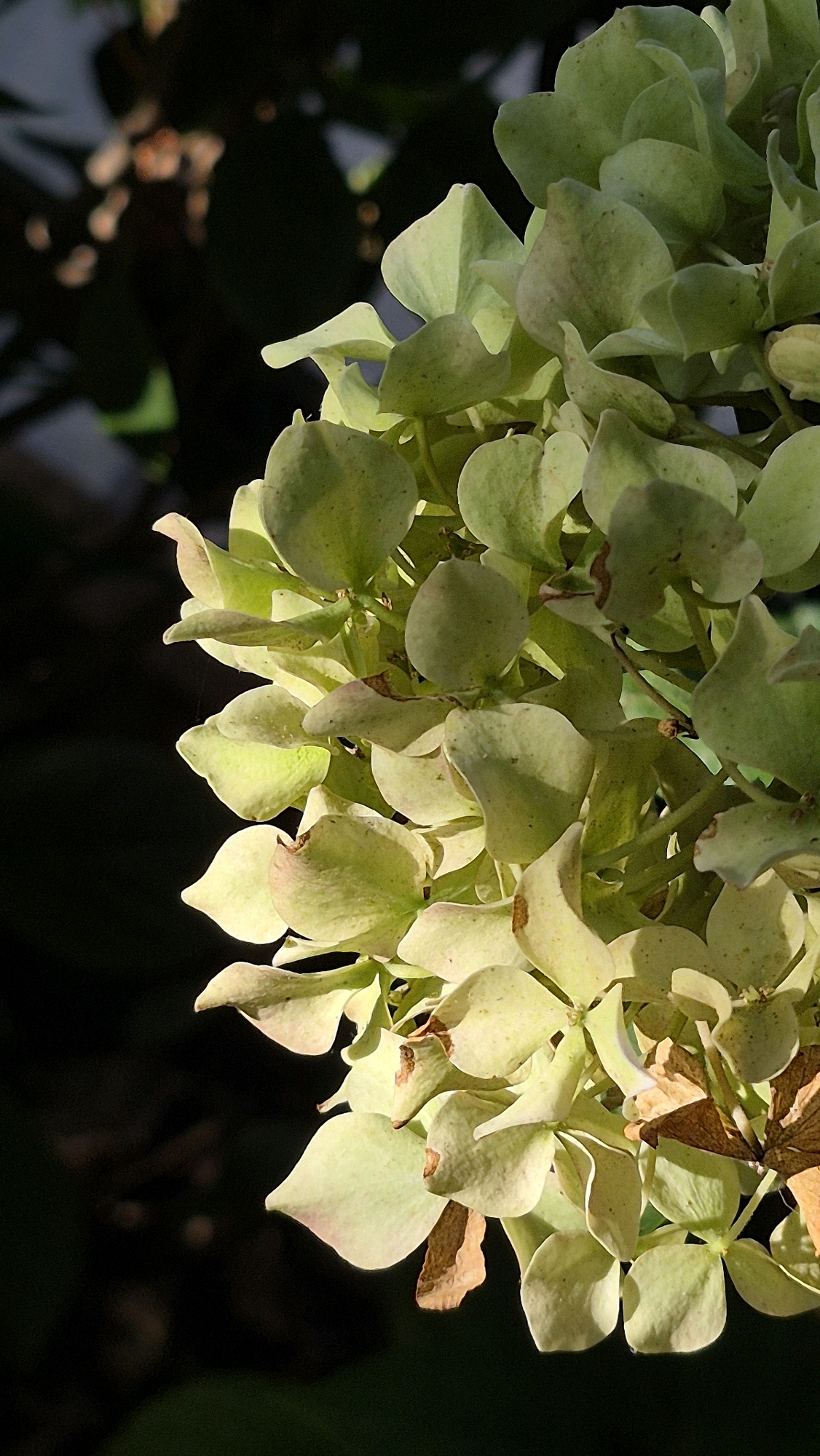 A close-up, vertical, outdoor shot captures a cluster of pale green hydrangeas against a dark, blurred background. The lighting suggests it is either early morning or late afternoon, with sunlight hitting the flowers from the left, casting shadows and highlighting the delicate texture of the petals. Some of the outer petals are starting to dry and turn brown. The focus is on the floral arrangement, with the dark background providing a stark contrast.