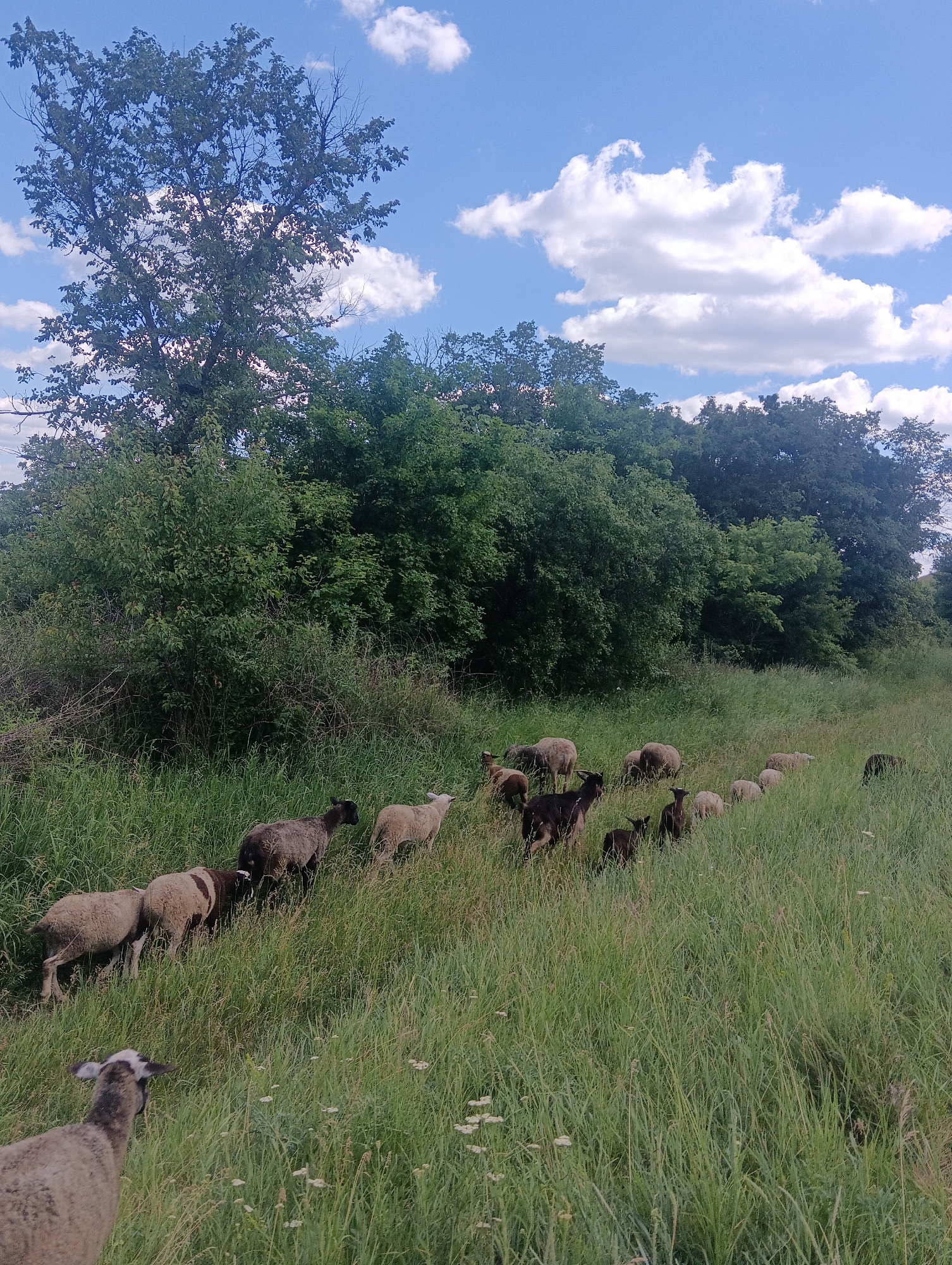 A flock of sheep grazes in a grassy field. The sheep are of varying colors, including white, brown, and black. The field is tall and green, with some wildflowers scattered throughout. In the background, there is a line of trees and a blue sky with white clouds. A large tree is prominent on the left side of the image. The scene appears to be in a rural or natural setting.