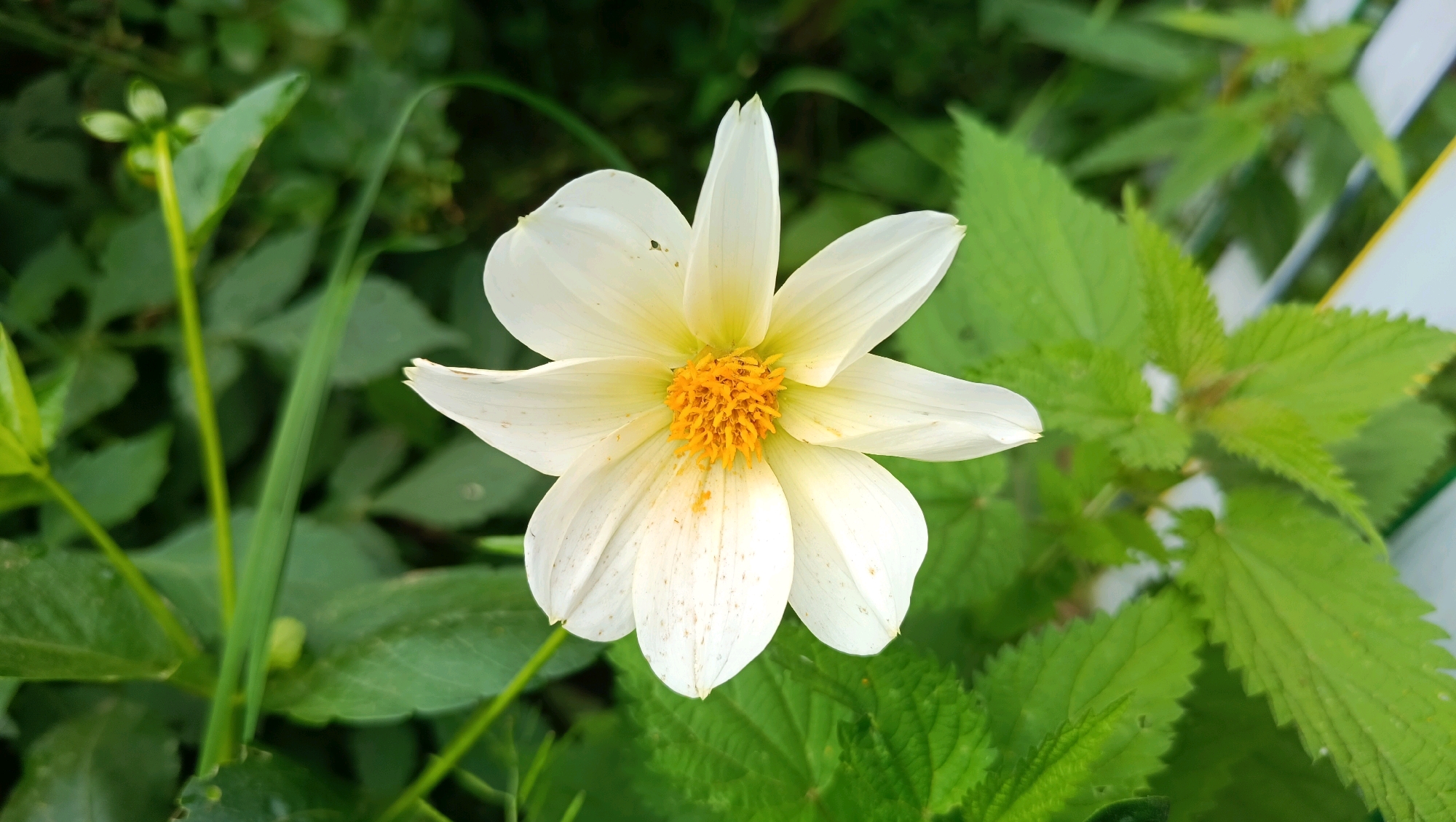 A white dahlia with a yellow center is in full bloom against a backdrop of lush green foliage. The flower's petals are delicate and slightly unfurled, revealing the intricate texture of its stamen. The surrounding plants are a mix of broad, serrated leaves and slender stems, creating a natural, wild aesthetic. The image is taken in the city of Karsha, Russia, where the vibrant colors of the flower stand out against the verdant landscape.