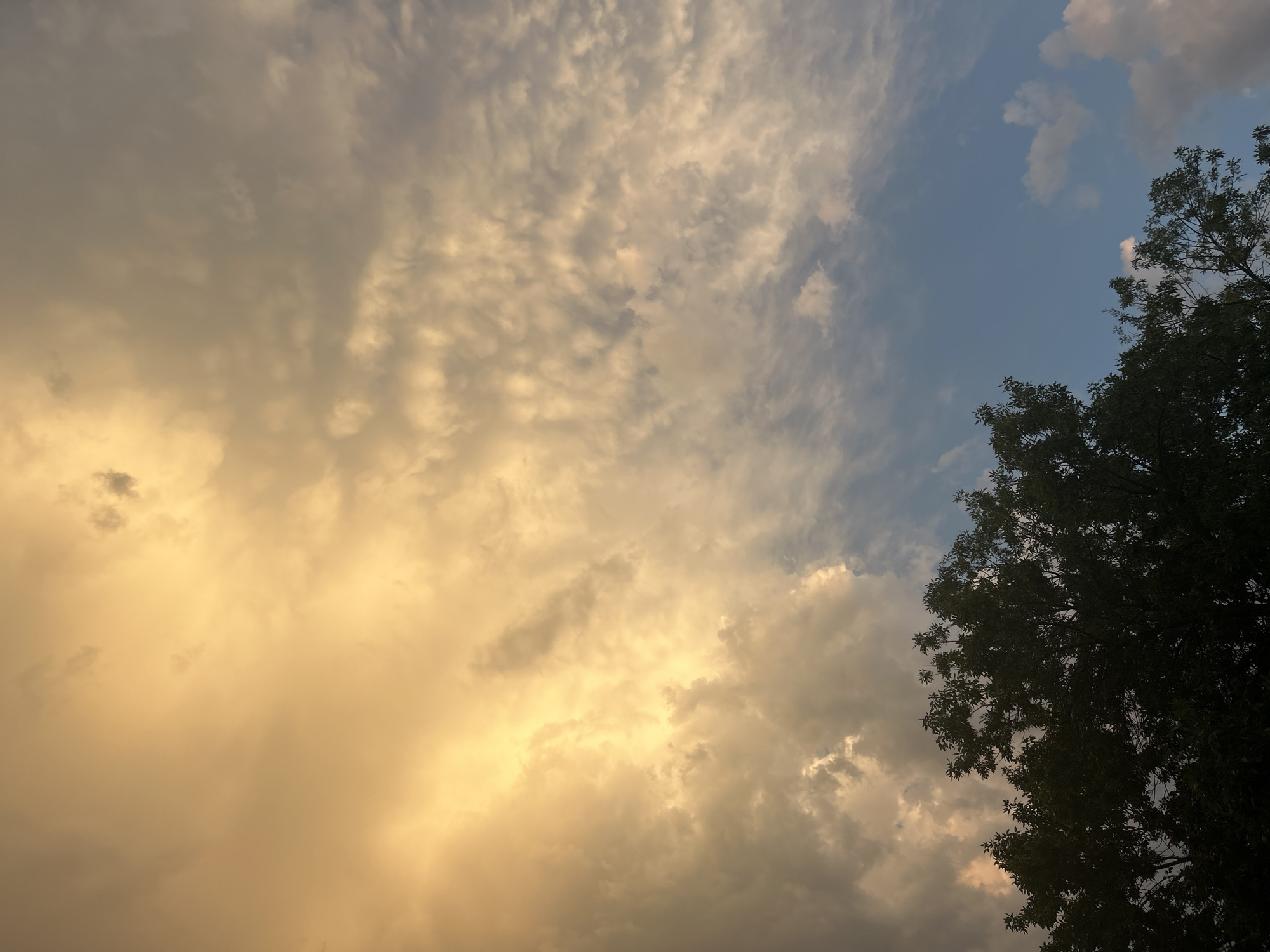 This image depicts a twilight sky filled with dramatic clouds, illuminated by the warm hues of an orange or yellow sunset or sunrise. The clouds are a mix of dense, heavy formations in the upper left, appearing almost smoky, and lighter, wispy streaks scattered across the rest of the sky. A clear patch of blue sky is visible in the lower right corner. Silhouetted against the vibrant sky are the dark shapes of tree canopies, filling the bottom portion of the frame. The trees appear to be deciduous, with a dense mass of foliage. The scene suggests an outdoor setting, likely a park or residential area, given the presence of mature trees. The image's composition and content do not provide specific details that would allow for precise location within Krasnodar, Russia, or identification of any human activity or specific objects beyond the natural elements.