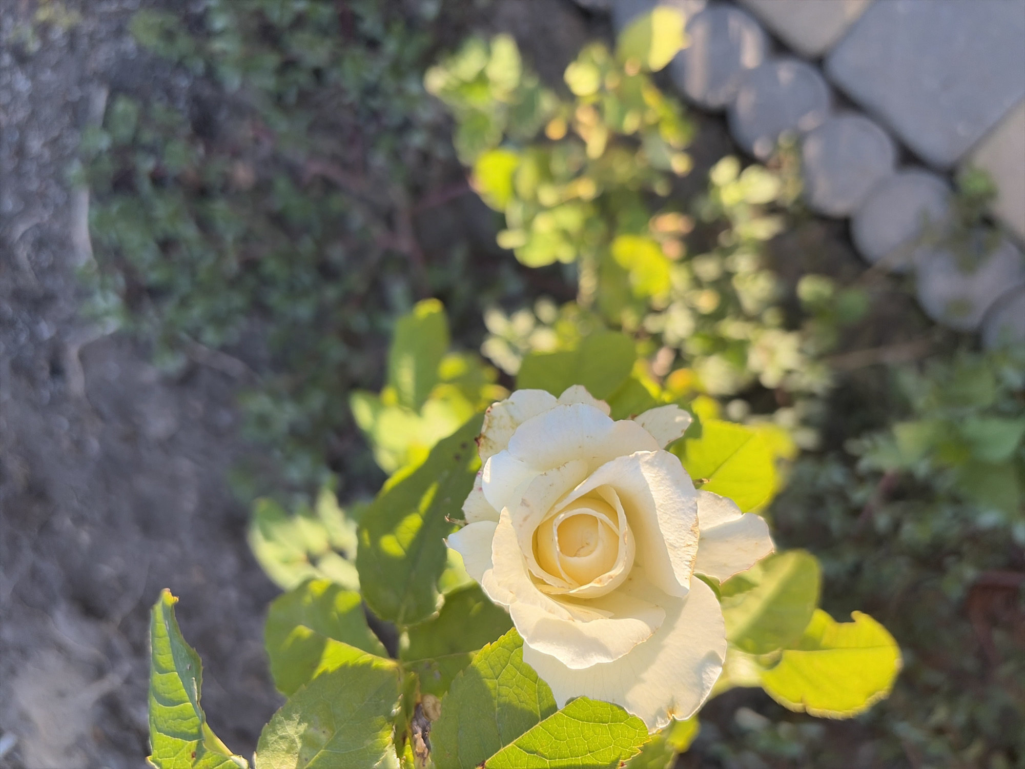 This is a close-up, vertically oriented, eye-level photograph of a single, light-colored rose in full bloom. The rose is positioned in the lower-left quadrant of the frame, with its petals unfurling in a spiral pattern, revealing a lighter yellow center. The rose is illuminated by sunlight, which casts a warm glow on its petals and the surrounding green leaves. Several leaves are visible, some in sharp focus and others slightly blurred, with their veins clearly discernible.
The background is softly blurred, creating a shallow depth of field. It appears to be an outdoor garden setting. The upper portion of the background consists of dark, textured soil or ground cover. The middle and lower portions of the background feature lush, green foliage, interspersed with patches of sunlight. In the far lower-right corner, a line of rounded, gray stones, possibly forming a border or pathway, is partially visible.
The overall lighting suggests it is daytime, likely late afternoon or early morning due to the warm, directional light. There are no people or animals visible in the image. The scene is static and appears to be a natural outdoor environment.
The image does not provide specific clues to pinpoint its location within the city of Oxentea, Moldova.