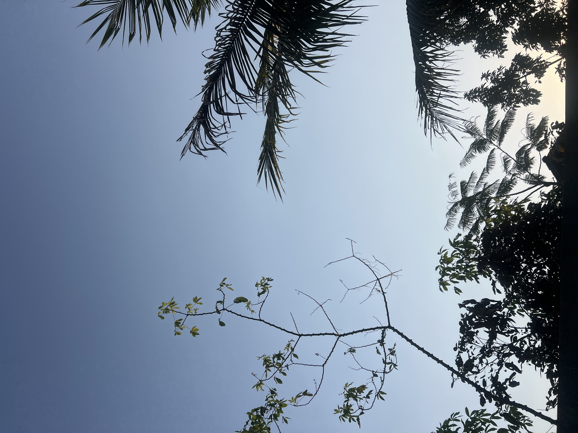 This is a vertical, low-angle shot of a clear, pale blue sky with silhouettes of trees against it. In the foreground, the bare branches of a tree with a few green leaves are prominent on the left side of the frame. To the right and slightly lower, palm fronds are silhouetted against the sky. In the lower portion of the image, a dense, dark silhouette of foliage from multiple trees and possibly a rooftop is visible, obscuring the ground. The lighting suggests it is either early morning or late afternoon, with the sky gradually brightening towards the bottom horizon. The image does not contain any people or specific identifiable structures, and no actions or interactions are depicted. It appears to be an outdoor scene in a tropical or subtropical environment, possibly in or around Payaman, Indonesia, given the presence of palm trees and lush vegetation.