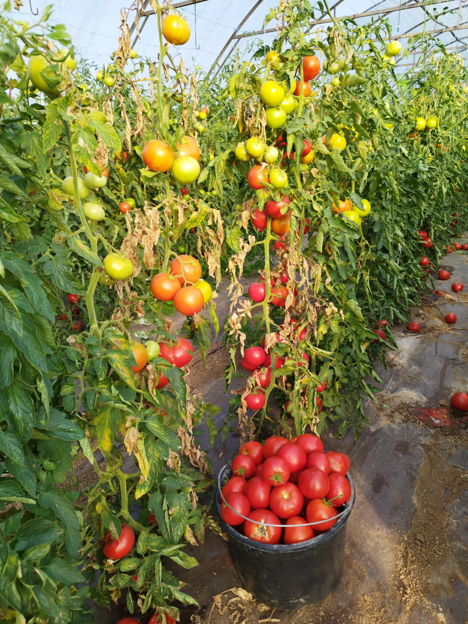 This image depicts a greenhouse in Băleni-Sârbi, Romania, filled with rows of tomato plants. The plants are laden with ripe tomatoes, varying in color from green to orange and red. Some tomatoes are still on the vine, while others are scattered on the ground and collected in a black bucket in the foreground. The greenhouse structure is visible in the background, with clear plastic sheeting covering the ceiling and sides. The overall scene suggests a harvest in progress or recently completed.