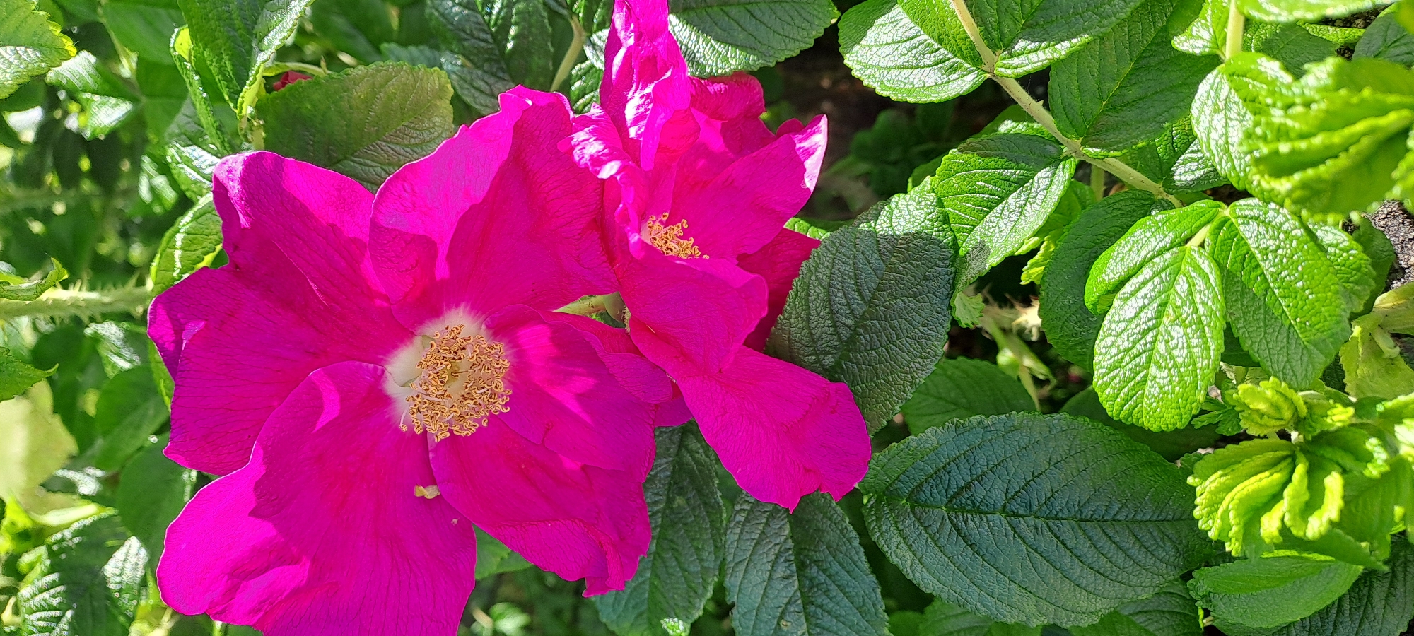 This is a close-up, outdoor photograph of two vibrant pink dog roses in full bloom, set against a backdrop of lush green foliage. The roses are the primary subjects, with their delicate petals and prominent yellow stamens clearly visible. The lighting suggests it is daytime, with sunlight illuminating the flowers and leaves, creating highlights and shadows. The setting appears to be a garden or natural landscape, likely in Castlebar, Ireland, given the context. There are no people or text visible in the image. The overall impression is one of natural beauty and the vibrancy of a summer day. The detailed texture of the rose petals and the individual leaves of the plant are a notable detail.