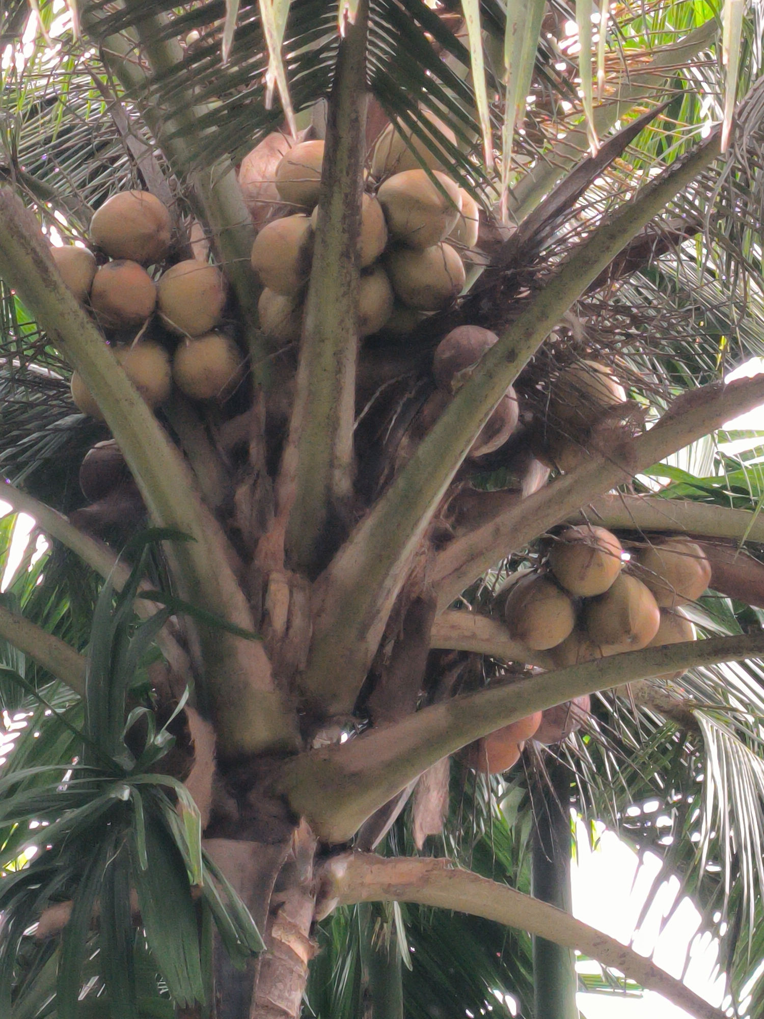 A low-angle, close-up, vertical shot depicts the clustered bunches of coconuts growing on a palm tree. The coconuts, in various stages of ripeness and some partially obscured by palm fronds, are a predominant light brown and reddish-brown color. They are attached to thick, woody stems that branch out from the central trunk of the palm tree. The trunk itself is textured and appears weathered. Lush green palm fronds, some sharp and pointed, fill the background and frame the coconuts, creating a dense, tropical appearance. The bright, diffused light suggests an outdoor environment, likely during the daytime, with sunlight filtering through the foliage and creating highlights and shadows. The image was captured in Lhokseumawe, Indonesia, a city known for its coastal geography and tropical climate, which supports the cultivation of palm trees and coconuts.