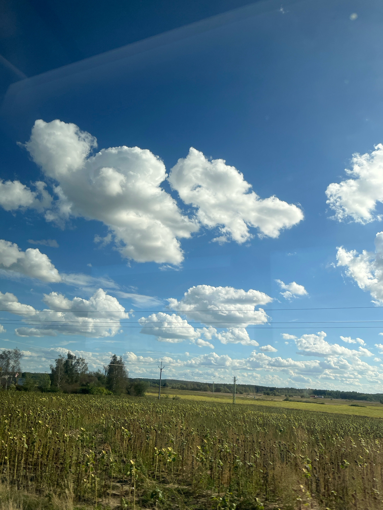 A field of nearly mature sunflowers stretches across the foreground under a bright blue sky dotted with fluffy white clouds. The sunflowers are tall with drooping heads, suggesting they are nearing harvest. In the middle ground, a line of trees separates the field from a gently rolling landscape of more fields and distant forests. A utility pole stands on the right side of the frame, with power lines crossing horizontally through the scene. The image appears to be taken from a moving vehicle, with a slight reflection visible in the upper left corner. The location is stated to be Blatnice, Czechia.