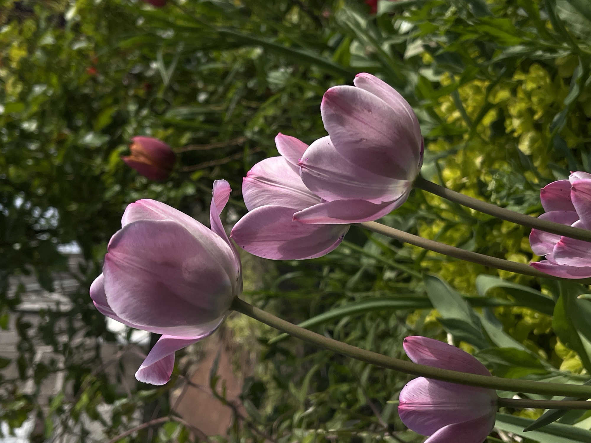 The image depicts a close-up view of several light purple tulips in a garden setting. The flowers are in varying stages of bloom, with some petals fully open and others still partially closed. The stems of the tulips are visible, along with various green plants and foliage in the background. The background is slightly blurred.
The location of Novopokrovskaya, Russia, is not discernible in the image.