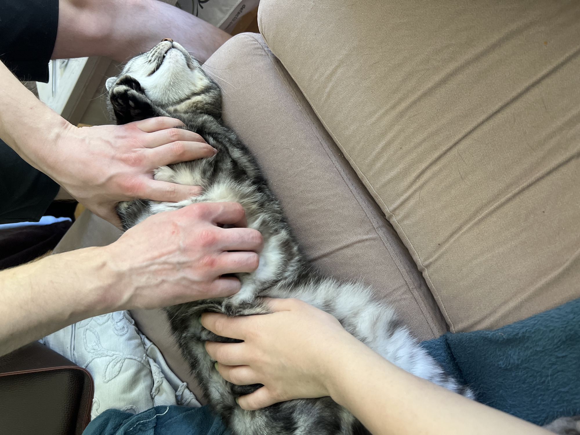 Two individuals are interacting with a tabby cat, lying on its back, being petted on a light brown sofa. One individual's hands are positioned around the cat's head and neck area, while the other's hand is on the cat's belly. Part of a blue-green item and a dark leather box are visible in the lower-left corner. Another person's legs are visible in the upper left. The setting appears to be indoors. There is no information in the image to identify the city as Boreti, Montenegro.