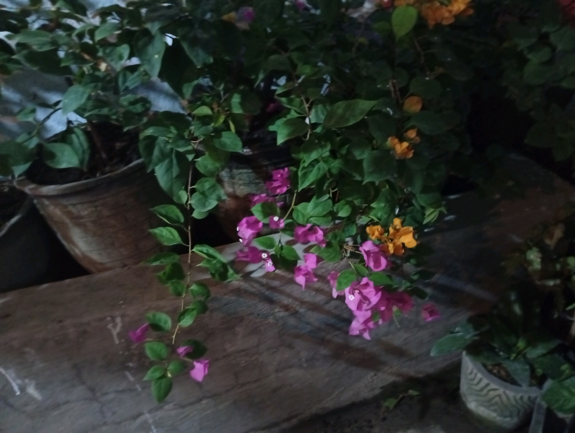 In Banyu Ajuh, Indonesia, a low-angle medium shot captures a collection of potted plants, primarily bougainvillea, with vibrant pink and orange bracts and green foliage. The plants are situated on a textured, wooden surface, possibly a bench or table, with a rough, grey concrete floor beneath. One large, terracotta-colored pot is visible on the left, holding a substantial portion of the foliage. To the right, a smaller, grey patterned pot contains a separate plant. The background is indistinct, featuring a corrugated metal surface and a dark, out-of-focus environment. The lighting is dim, suggesting an outdoor evening setting. No people are present.