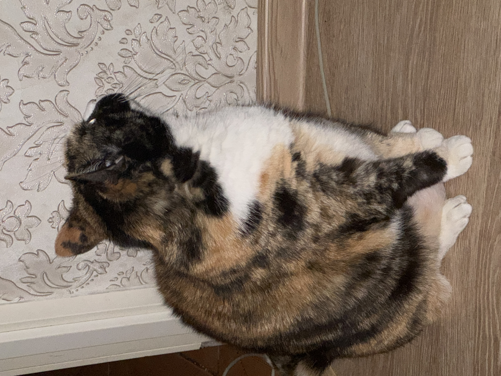 A calico or tortoiseshell cat is depicted lying in a relaxed pose, likely on its back or side, in an indoor setting. The cat's fur displays a varied pattern of black, white, and shades of brown and orange. Its head is turned slightly, and its white paws are visible, indicating a state of rest or sleep.
The background features a light-colored wall adorned with patterned wallpaper. The wallpaper has an ornate floral and scrollwork design, possibly with metallic or glittery accents. To the right of the patterned wall, a plain, vertical section of light brown wood or laminate is visible, which could be a door frame or part of another wall. A thin, light-colored cable runs vertically against this wooden surface. Below the patterned wall, a white horizontal trim separates it from the floor. The floor itself is made of light brown wood or laminate with a visible grain pattern. The overall impression is one of domestic tranquility, with the cat appearing comfortable and at ease. There is no visible text in the image.
