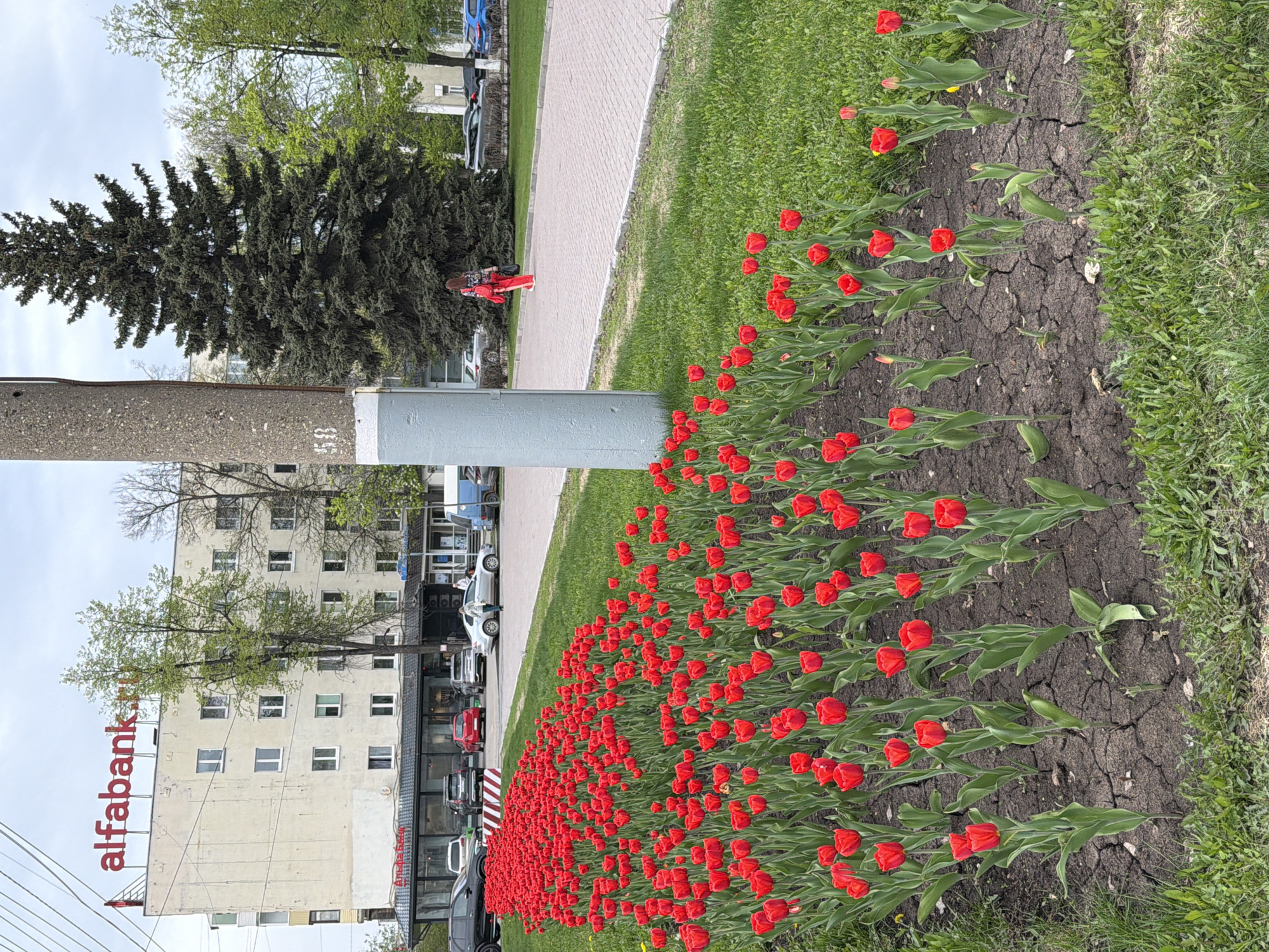 The image depicts a city scene featuring a row of red tulips in bloom alongside a cracked soil bed and adjacent green grass. A paved pedestrian walkway runs parallel to the flower bed. A tall evergreen tree and a concrete utility pole are present on the left side of the walkway. Further back, an "alfabank" building is visible, along with parked cars along a street. A person in red clothing is walking along the walkway. The scene appears to be in a park or urban green space in Unknown, Unknown.
