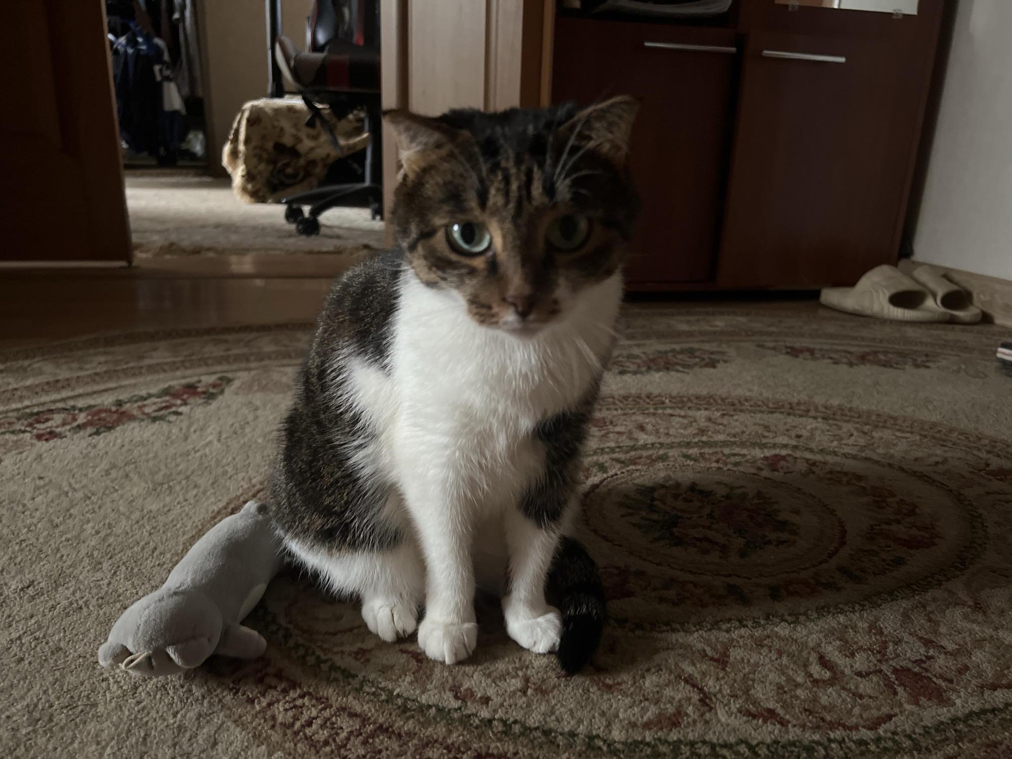 A tabby and white cat is sitting on a patterned rug in an indoor setting. The cat is looking directly at the camera with green eyes. A small grey stuffed toy is positioned near the cat's left paw. In the background, a wooden cabinet with silver handles is visible, along with a pair of beige slippers. The environment suggests a residential interior. There are no people or any indicators of the specific location within Kizilyurt, Russia, beyond it being an indoor scene.
