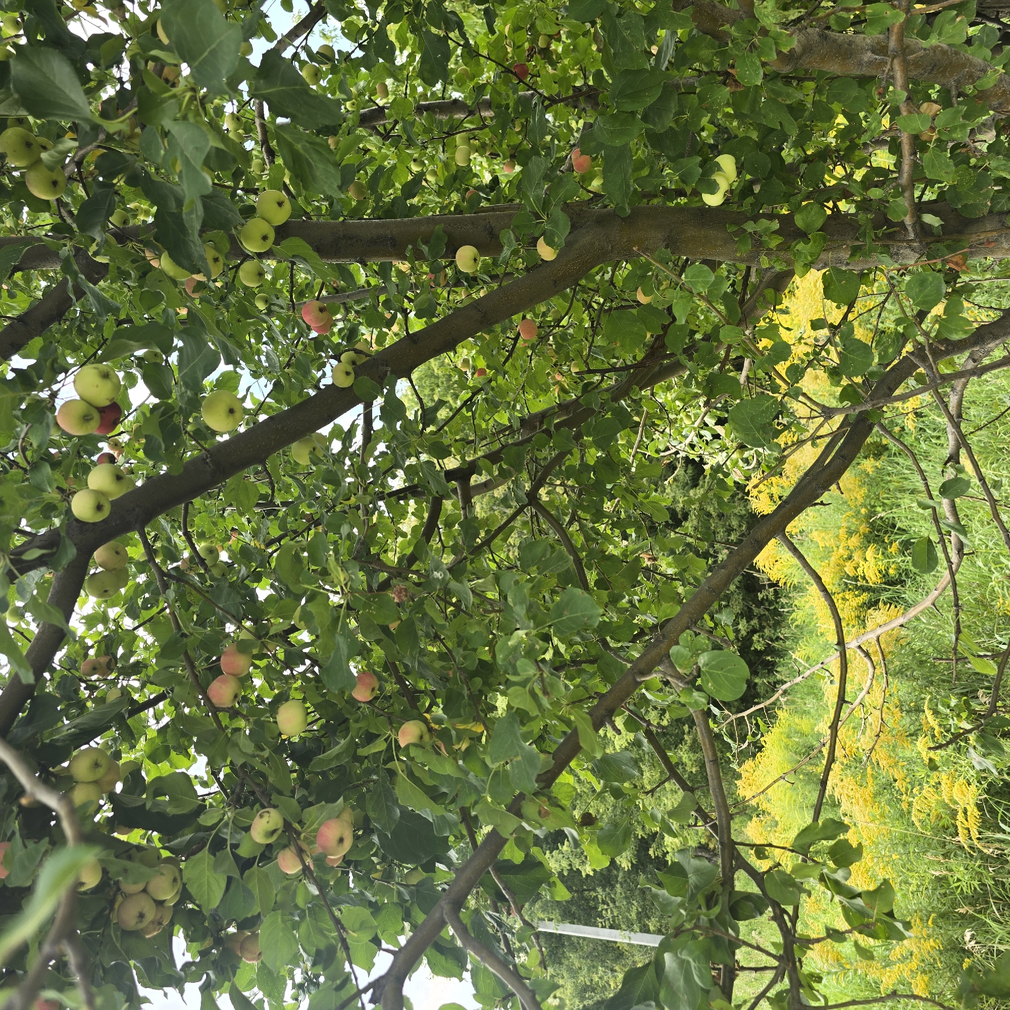 In Belokurikha, Russia, an apple tree is heavily laden with unripe apples. The apples are small and predominantly green, with some showing hints of pink blush. They are clustered on branches amidst lush green leaves. The tree's trunk is thick and textured, with several branches extending outward, some bare and others covered in foliage. Behind the tree, a field of bright yellow wildflowers, likely goldenrod, stretches across the landscape. The background is a dense expanse of green trees, suggesting a natural or semi-rural setting. The lighting appears to be natural daylight, with some dappled sunlight filtering through the leaves. There are no people or animals visible in the scene.