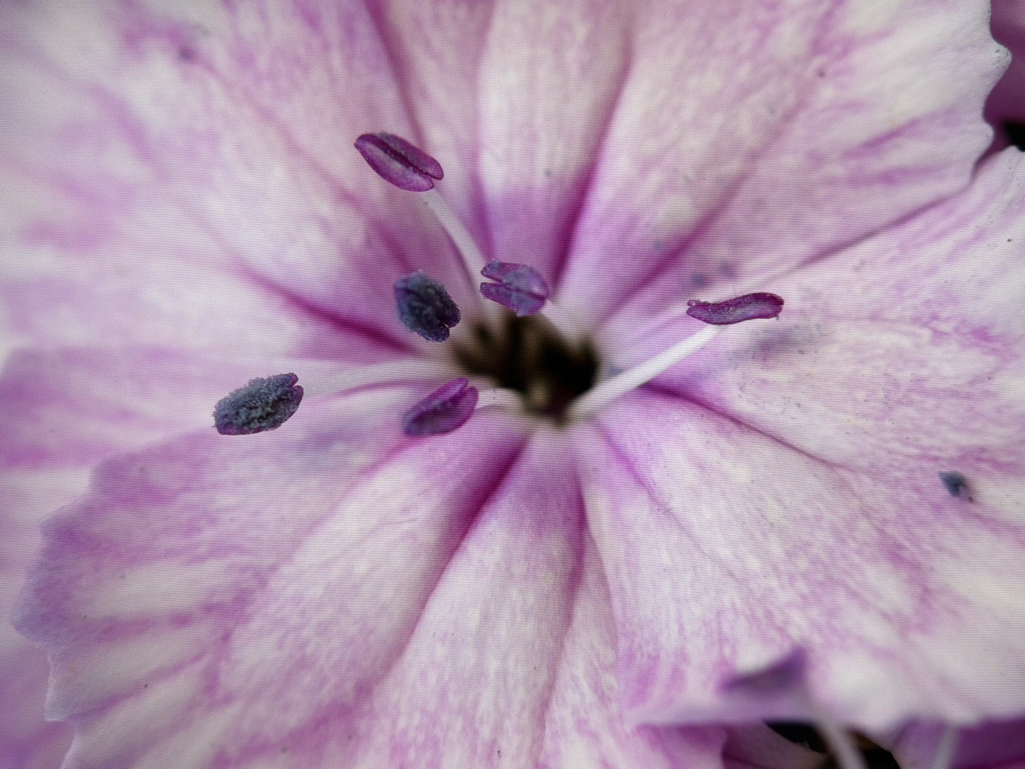 The image is a close-up, macro photograph of the center of a light pink and white flower, likely a dianthus. The flower's petals are broad and have visible veins. The pistil and stamens are prominently displayed in the center. Several stamens, tipped with dark purple anthers, are visible, along with a single pistil. The background is softly blurred, emphasizing the flower's intricate details. The lighting is even, highlighting the delicate texture and colors of the bloom. There are no people or discernible environmental features beyond the flower itself. The image does not contain any information that would allow for its localization in Kyiv, Ukraine.