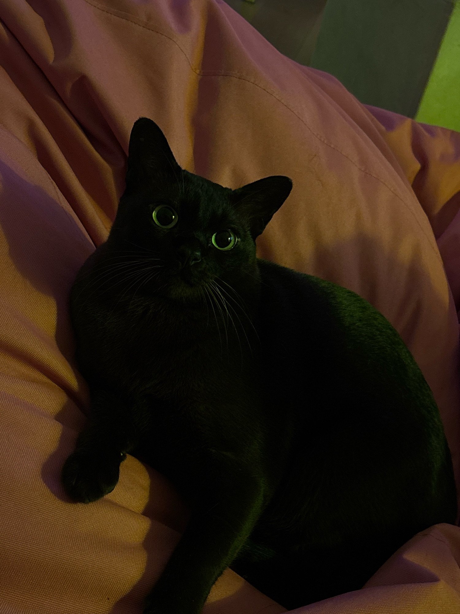 A black cat with bright green eyes is lying on a pink fabric surface. The cat is facing the camera with its head slightly turned. Its fur is dark and appears sleek. The pink fabric has visible folds and texture, suggesting it might be a blanket or upholstery. The lighting in the image is dim, with some areas of shadow and a greenish cast in the background. There are no visible people or any indication of a specific city or location within Belgrade, Serbia.