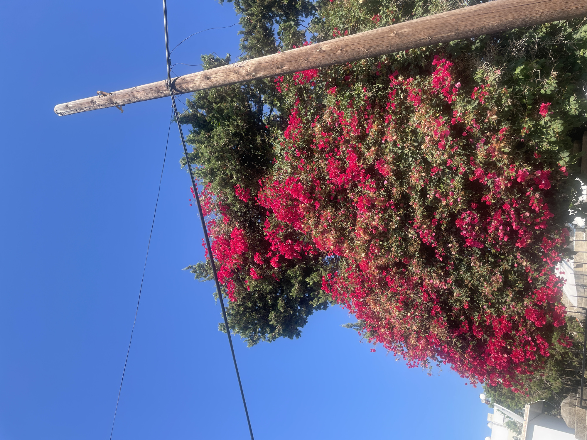 A bright, clear blue sky fills the upper portion of the image, with two black wires running horizontally across it. In the foreground, a tall, weathered wooden utility pole stands diagonally, leaning slightly to the right. It appears to be made of rough-hewn wood and has some metal attachments on its surface. To the left of the pole, a dense, vibrant bougainvillea bush with bright pink flowers is in full bloom, spilling over and partially obscuring the green foliage of an evergreen tree behind it. A portion of a white building with visible antennas and a dark fence is visible at the bottom left of the image, suggesting a residential area. The overall scene depicts a sunny day in Kyrenia, Northern Cyprus, likely a residential or street view given the presence of utility infrastructure and housing.