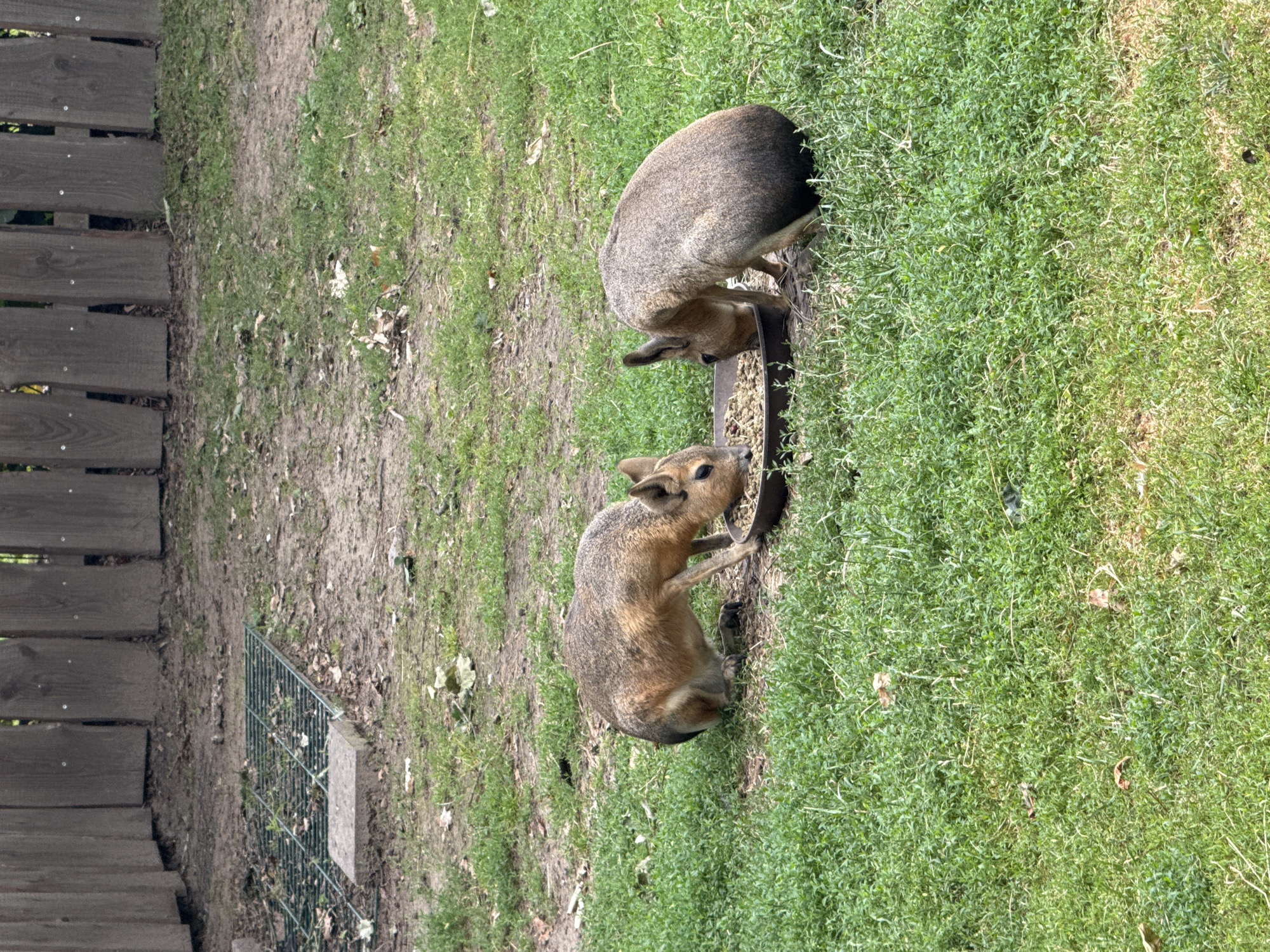 Two Patagonian maras are eating from a shared brown bowl in a grassy enclosure. The enclosure has a wooden fence in the background and a metal grate on the ground in the upper left corner. The maras are light brown with darker backs and have large ears and long hind legs. They are facing each other and bending down to eat from the bowl, which is filled with a brown pellet food. The ground is covered in green grass and patches of dirt and fallen leaves. This scene is located in the Wildpark Schwarze Berge, which is situated in the city of Bassum, Germany.