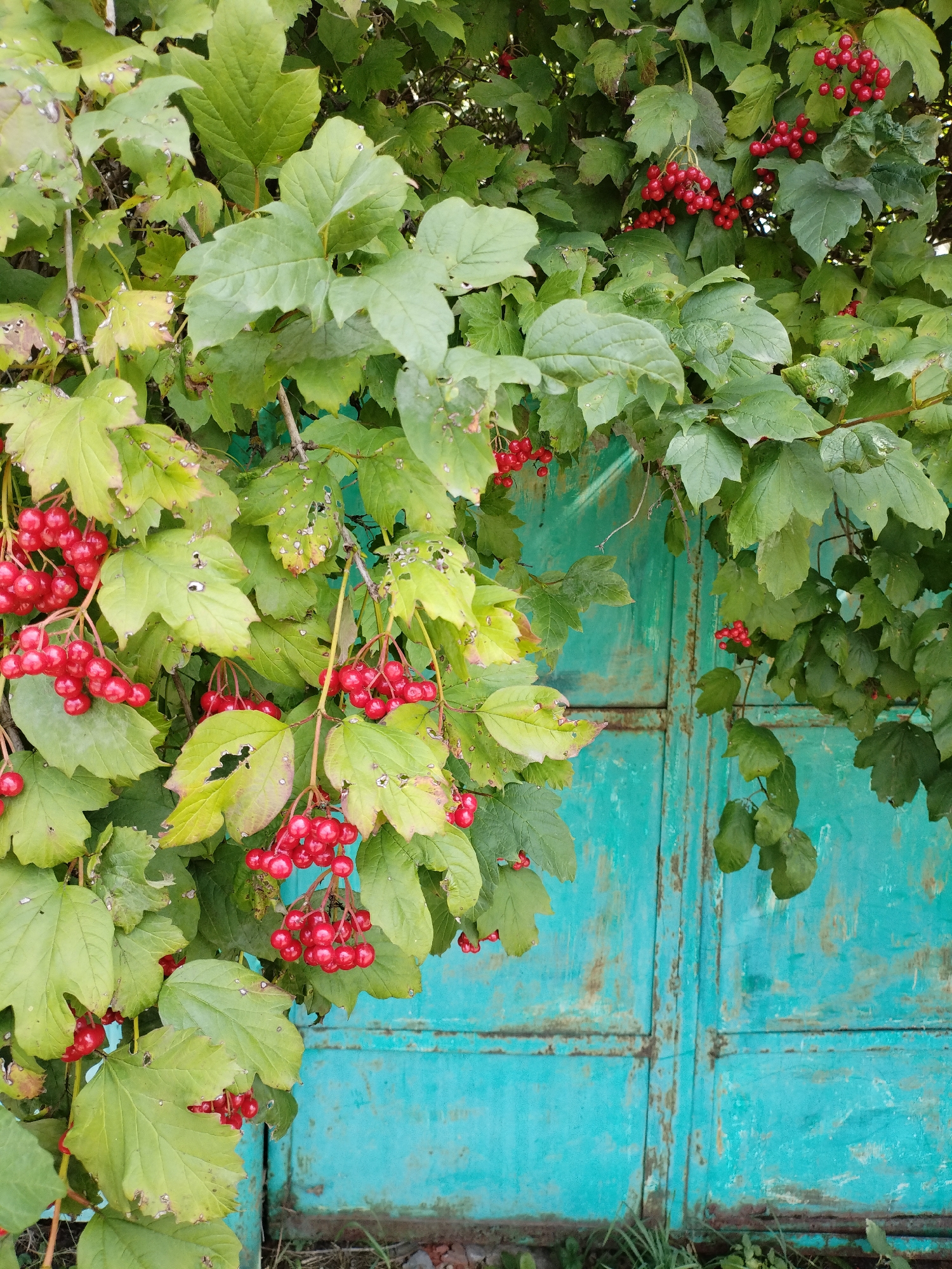 The image displays a close-up view of branches with vibrant red berries and green leaves, set against a backdrop of a weathered, teal-colored metal door. The door appears to be composed of two panels, with visible signs of rust and age, indicating it might be an outdoor structure. The foliage, likely from a guelder rose bush, drapes over and in front of the door, creating a natural frame. Some leaves show signs of damage, such as holes and discoloration. The overall setting suggests a natural element, perhaps a garden or wild growth, juxtaposed with an aging man-made structure. The lighting is natural and diffused, suggesting an overcast day or shaded area. There are no people visible in the image. The scene is static and appears to capture a moment in time. The location is identified as Bialynichy, Belarus.