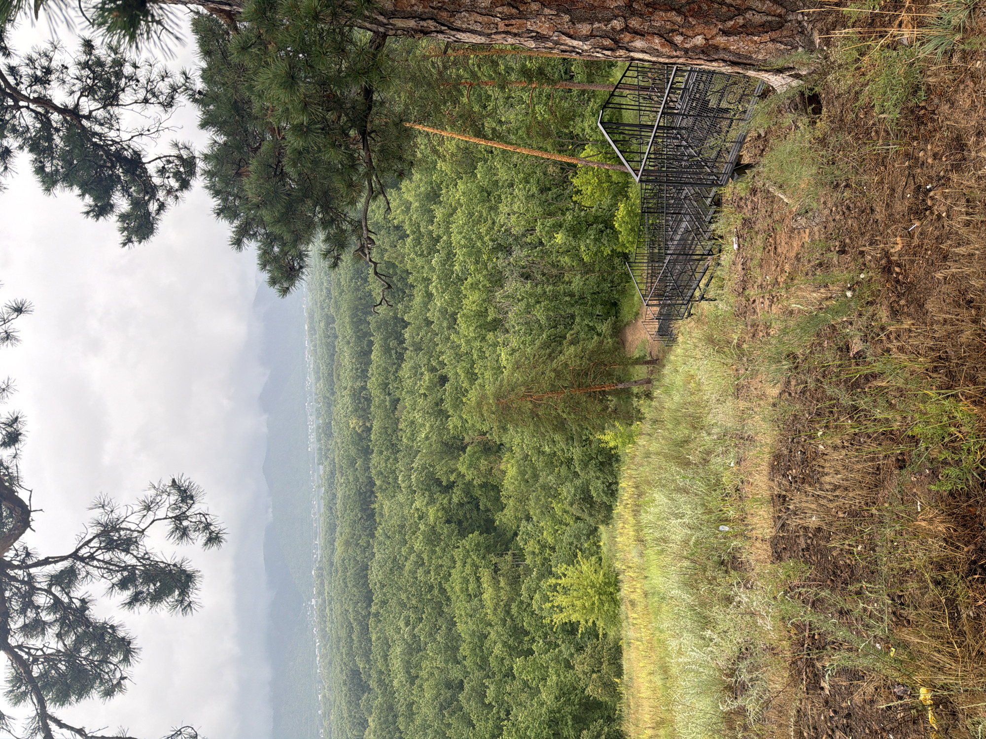 The image depicts a scenic view from a high vantage point overlooking a dense forest in Samara, Russia. In the foreground, a large pine tree trunk with rough bark anchors the scene. To the right of the trunk, a black metal staircase with ornate railings descends along the steep, grassy embankment, suggesting a path or viewpoint. The embankment is covered with dry grasses and sparse green vegetation, with some pinecones scattered about.
Beyond the embankment, a vast expanse of green forest stretches out, creating a rich, textured canopy. In the distance, a hazy, layered landscape of rolling hills or mountains can be seen under a cloudy sky. The sky is overcast, indicating a potentially cool or damp day. The overall mood is serene and natural, highlighting the beauty of the wilderness. There are no people or animals visible in the frame, focusing solely on the natural landscape and the man-made structure of the staircase.