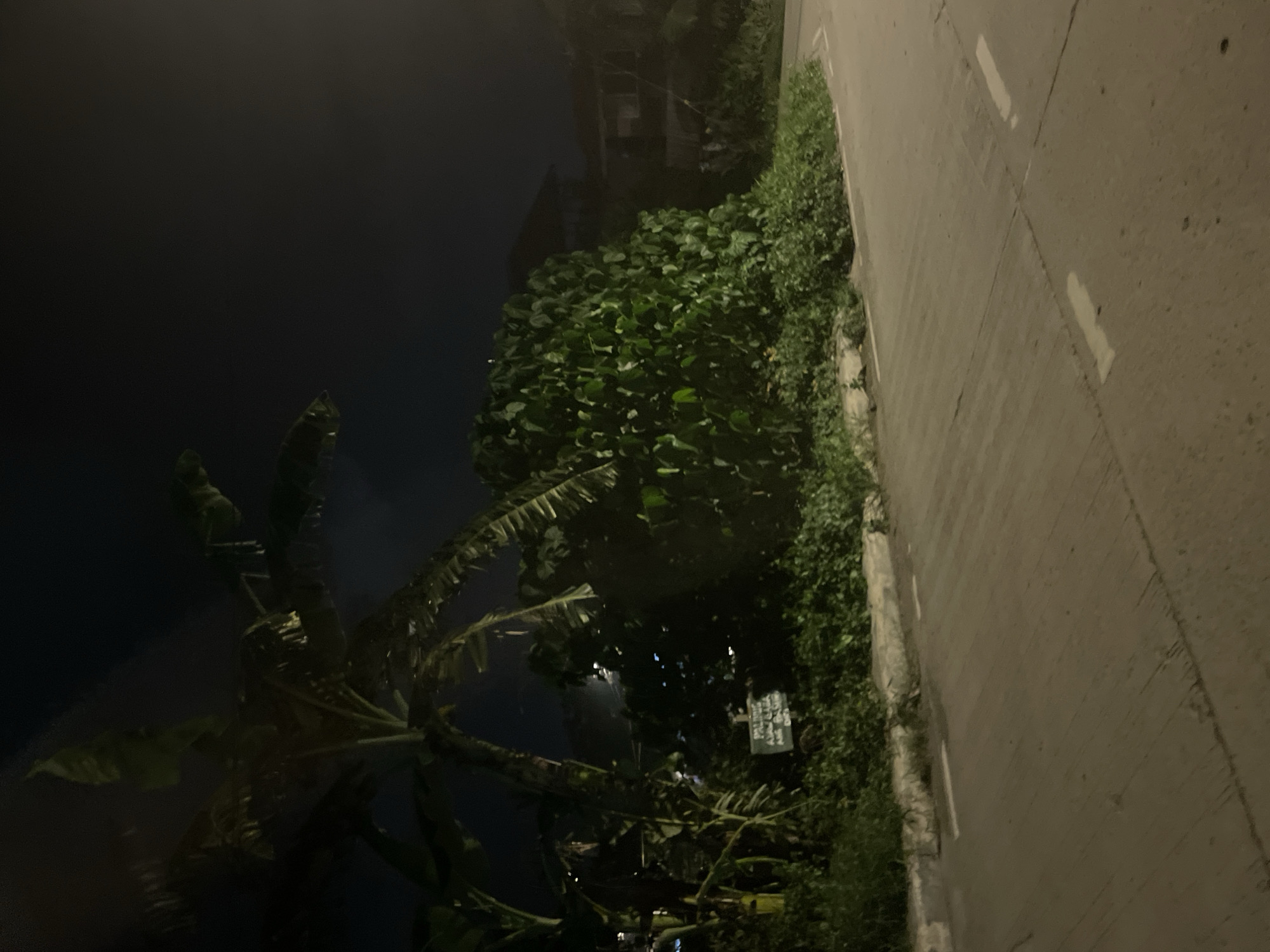 The image captures a nighttime scene along a roadside, viewed from an elevated or tilted perspective, making the road appear vertical along the right side of the frame. A concrete or asphalt road, illuminated by artificial light, features faint white dashed lines. Its surface appears damp or reflective.
Adjacent to the road, on the left, is a thick band of dense green vegetation, including various bushes and plants. A large banana tree with broad leaves is prominently positioned in the left foreground and mid-ground, silhouetted against the dark night sky. Further back, obscured by the foliage, indistinct dark shapes suggest the presence of buildings or structures.
A small, light-colored rectangular sign with dark, unreadable text is partially visible nestled within the dense greenery in the mid-ground. The sky is deep black, indicating the late hour. The scene is static, devoid of any discernible human activity or events. The overall lighting suggests the presence of streetlights, casting a glow on the immediate foreground and road while leaving the background largely in shadow. The setting is a quiet street at night in Davao City, Philippines.
