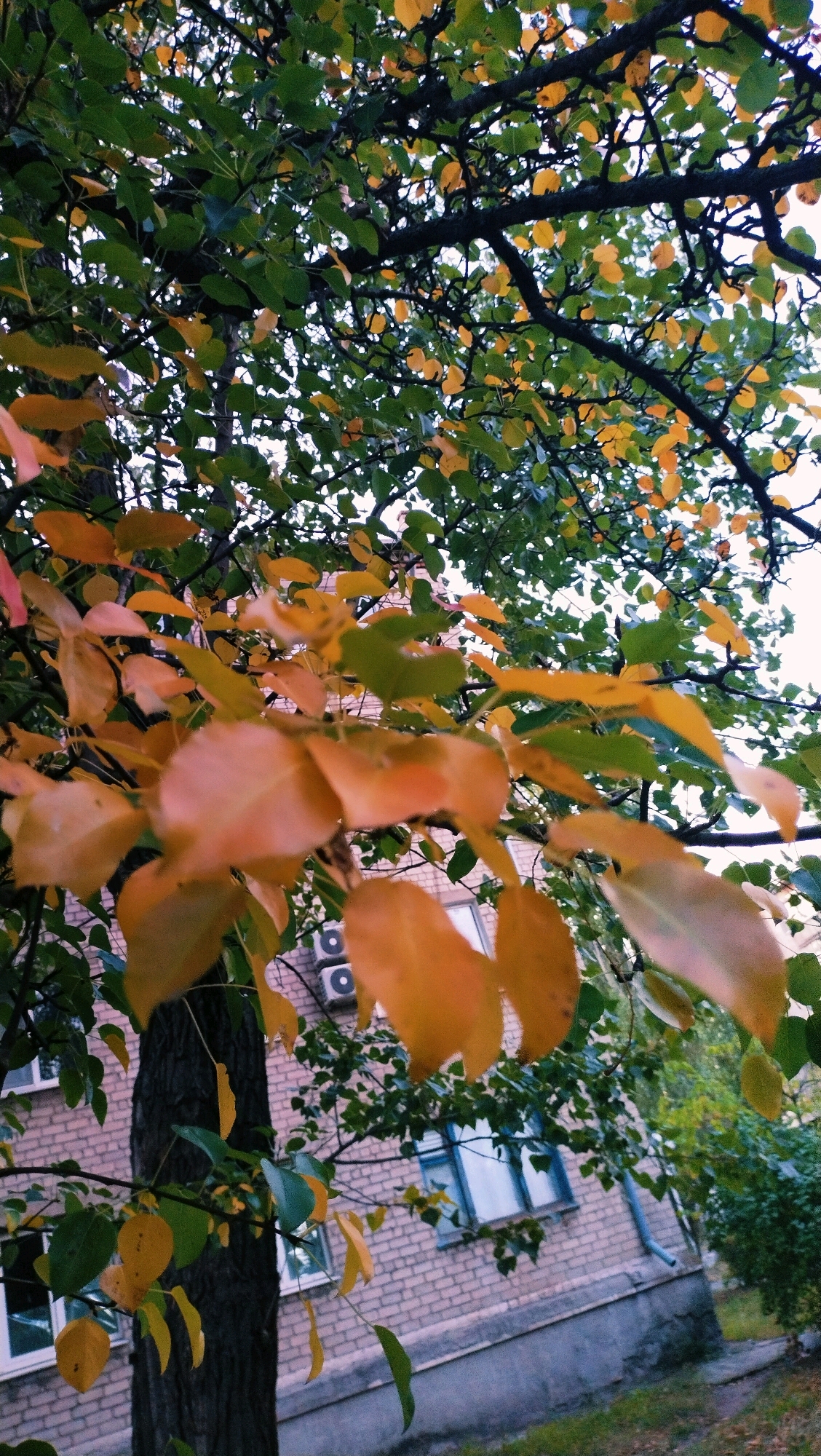 The image depicts an outdoor scene in Horishni Plavni, Ukraine, with a focus on a tree displaying autumn foliage in the foreground. The tree branches, laden with green, yellow, and orange leaves, extend across the frame, obscuring the background to some extent. Behind the tree, a brick building is visible, featuring several windows and what appear to be air conditioning units mounted on the facade. The lower portion of the building is a lighter color, possibly concrete or painted masonry, with a patch of grass and a paved walkway in front. The sky is overcast, suggesting a muted or diffused light. No people or animals are present in the frame.