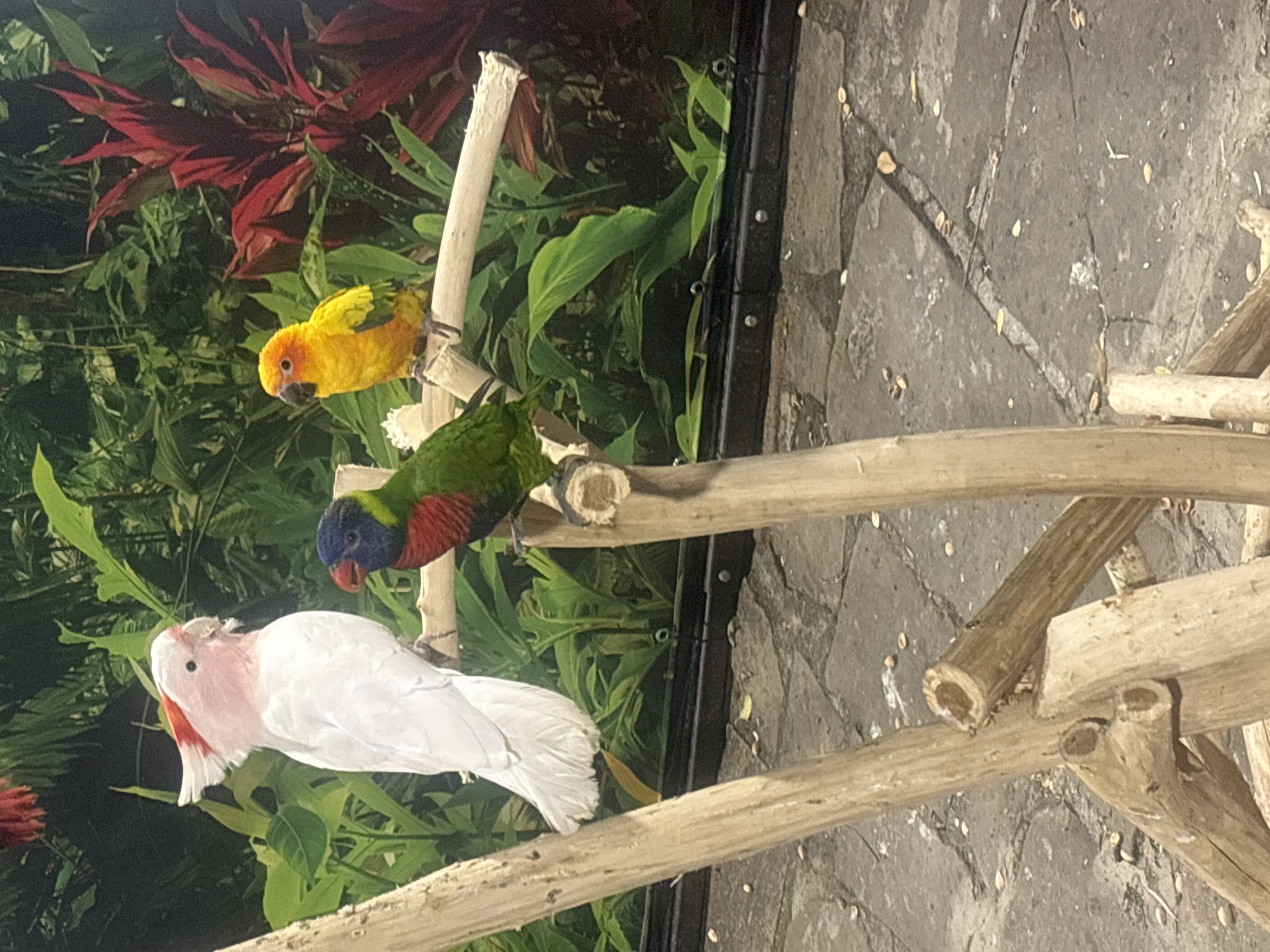 The image shows three parrots perched on wooden branches in an exhibit with a lush green and red leafy backdrop. On the left, a large white and pink cockatoo faces right. In the center, a rainbow lorikeet with a blue head, green body, and red breast is perched. To the right, a small yellow Sun Conure with orange hues faces left. The parrots are positioned at different heights on the branches. The foreground consists of rough-hewn wooden supports and a stone-tiled floor scattered with what appear to be seeds. The overall impression is that of a bird enclosure or aviary. The image does not contain any information about the city of Sozopol, Bulgaria.