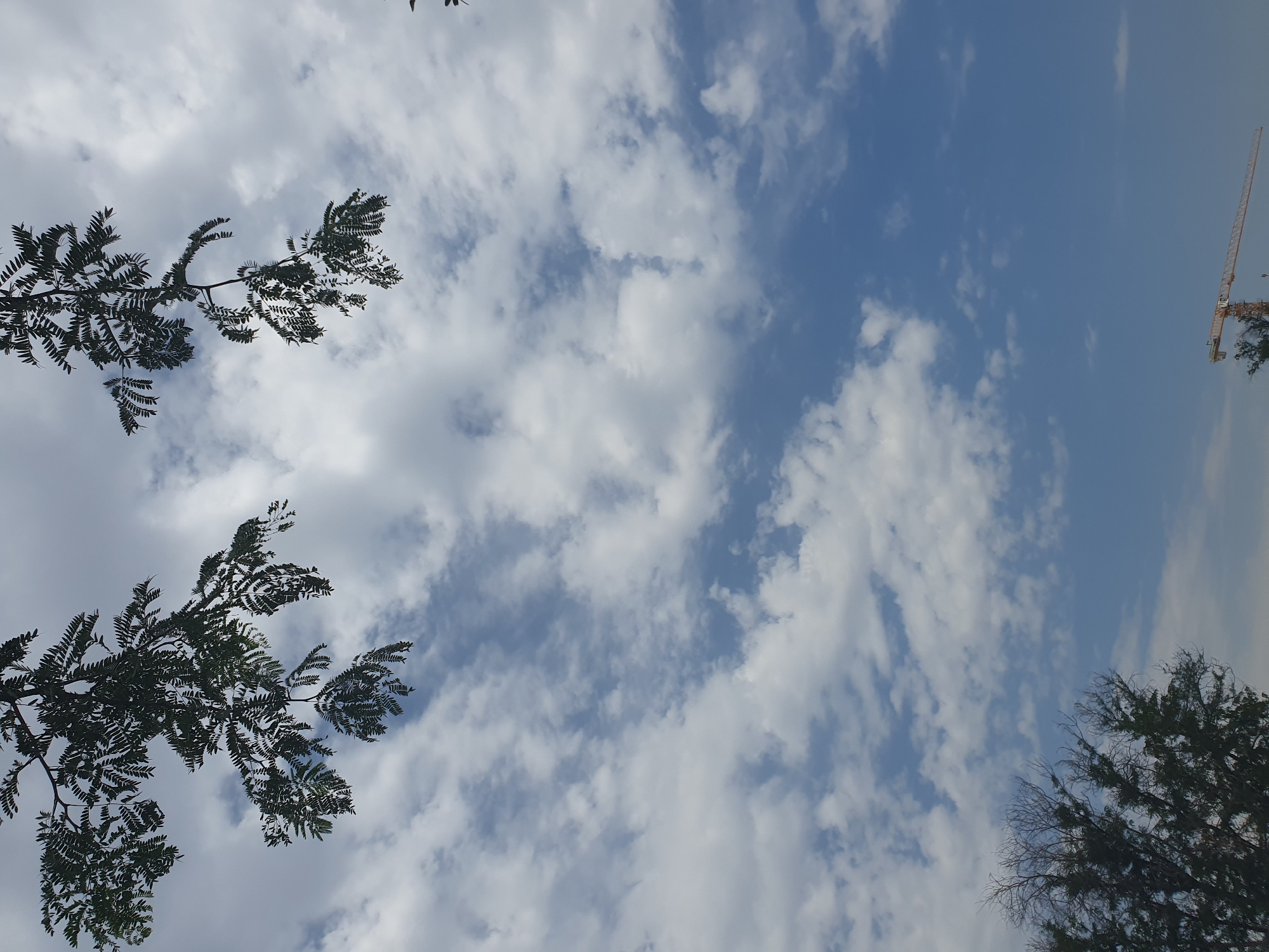 A low-angle shot captures a sky filled with white, fluffy clouds against a bright blue background. In the foreground, the dark silhouettes of tree branches with small leaves hang from the top of the frame. Towards the bottom right, a construction crane with an orange boom is visible against the horizon. The lower left corner of the image shows the top portion of another tree with sparse, bare branches and some dark green foliage. The scene appears to be outdoors in a city, potentially Tashkent, Uzbekistan, given the presence of construction and trees.
