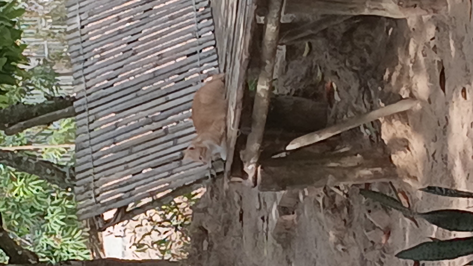 An orange and white cat is sitting on a bamboo bench in a natural environment, possibly a garden or outdoor seating area. The bench is made of diagonally arranged bamboo poles, and it appears to be rustic. Behind the bench, there is lush green foliage and trees. The ground in front of the bench is covered in dirt and leaves. The scene suggests a tranquil, outdoor setting. The image is slightly blurry, giving it a soft focus. The exact location in Prabumulih, Indonesia is not discernible from the image itself.