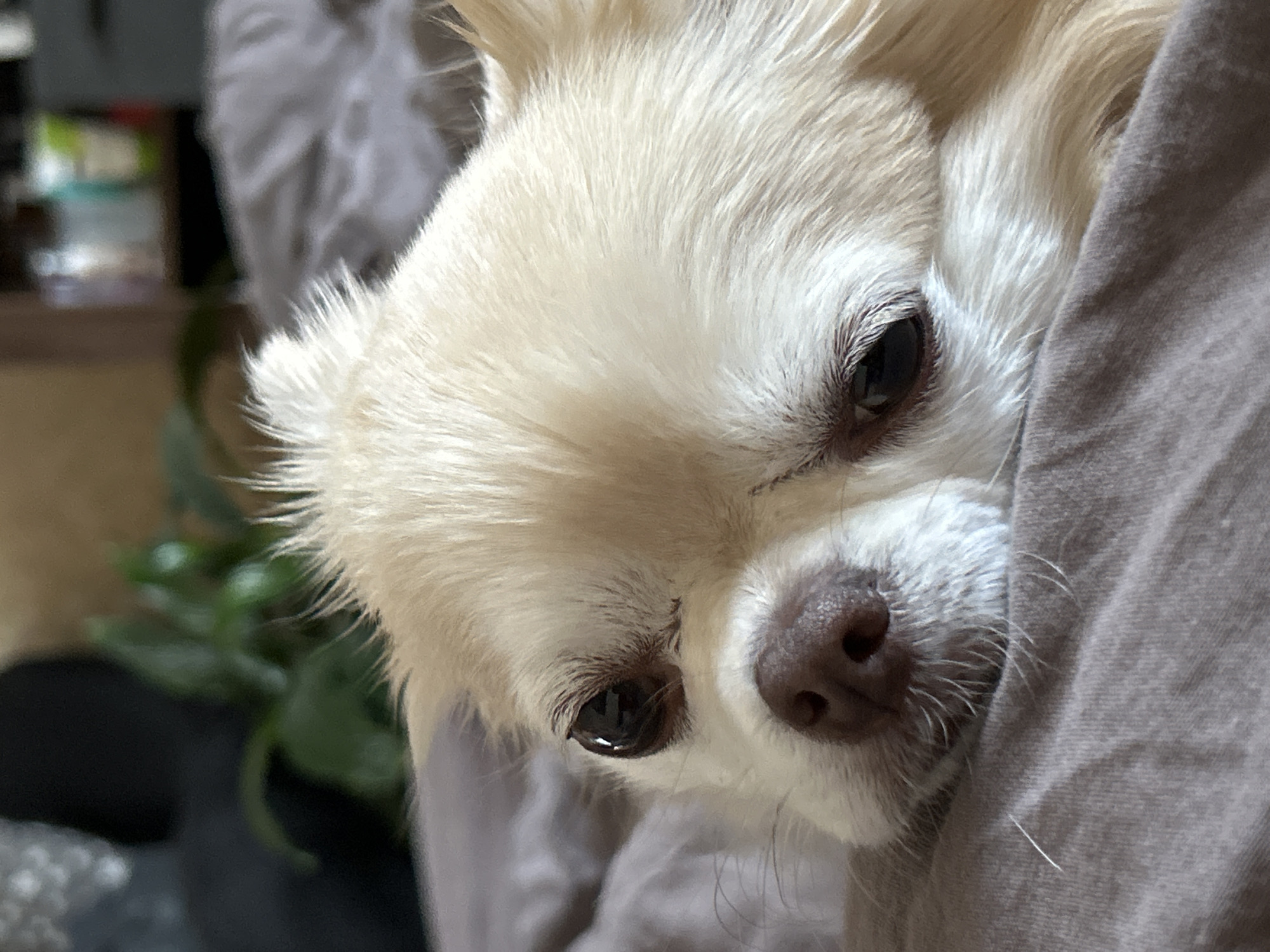 The image is a close-up, head-on shot of a tan-colored Chihuahua dog resting on a gray blanket. The dog's eyes are dark and wide open, and its nose is a dark brown. The dog's fur is long and wispy. In the background, out of focus, is a green plant and some blurred objects on a shelf. The scene is indoors, likely in a bedroom or living area. There is no indication of the location being Moskovskiy, Russia.