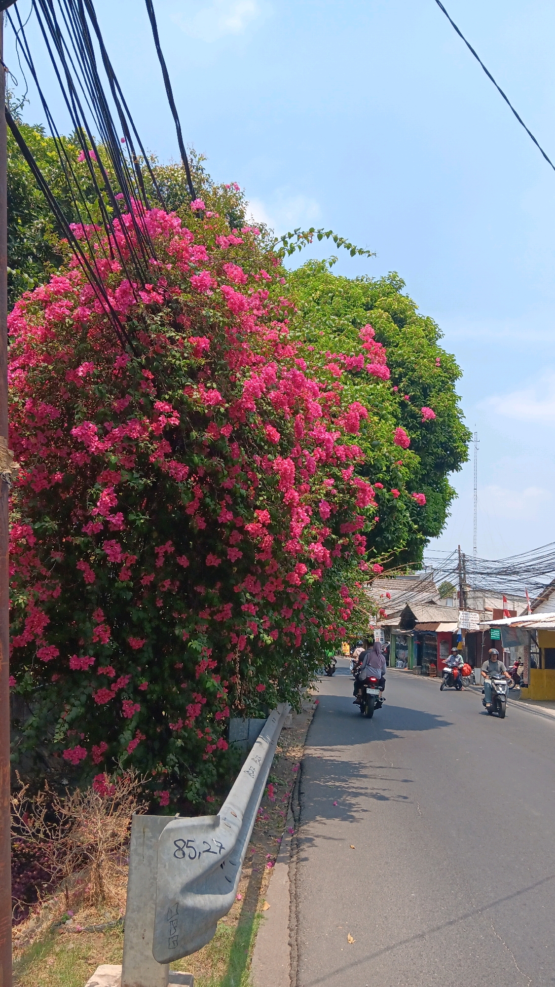 A bright, sunlit scene captures a street in South Jakarta, Indonesia, bordered by a vibrant pink bougainvillea bush on the left and a row of shops on the right. The bougainvillea, laden with blossoms, dominates the left side of the frame, its dense foliage creating a lush visual barrier. Power lines crisscross overhead against a clear blue sky with scattered clouds. The road, paved with asphalt, curves slightly as it recedes into the distance.
Several people are present, all on motorcycles. On the left side of the road, a motorcyclist wearing a helmet and a light-colored headscarf rides away from the camera. Further down the road, two more motorcyclists are visible in the middle of the street, and another individual on a motorcycle approaches from the distance on the right side of the road, also wearing a helmet. The shops on the right have tiled roofs and awnings, with signs suggesting commercial activity. A metal guardrail, marked with the numbers "85,27", runs along the edge of the road in the foreground, separating it from a grassy area and the bougainvillea. The overall impression is of a typical urban street scene during the day, bathed in natural light, highlighting the juxtaposition of natural beauty with the everyday infrastructure of city life.