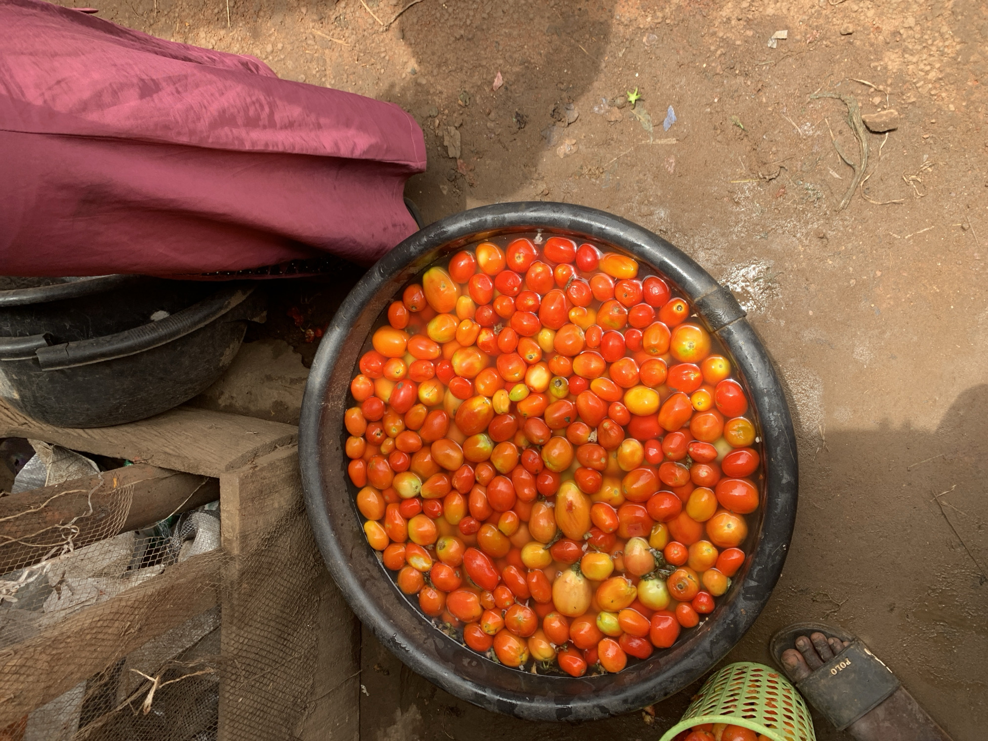 A high-angle shot reveals a bustling scene in Ilorin, Nigeria. A large, black plastic basin is filled with water and a profusion of ripe tomatoes, predominantly red and orange with some yellow. The basin sits on the ground near a collection of objects, including a worn wooden structure covered with netting, another smaller black container, and a person's leg and foot clad in a black "POLO" sandal. A green plastic basket holding more tomatoes is visible in the lower right. The ground is a mix of dirt and mud. A section of deep-red cloth lies to the left, possibly part of a garment.
