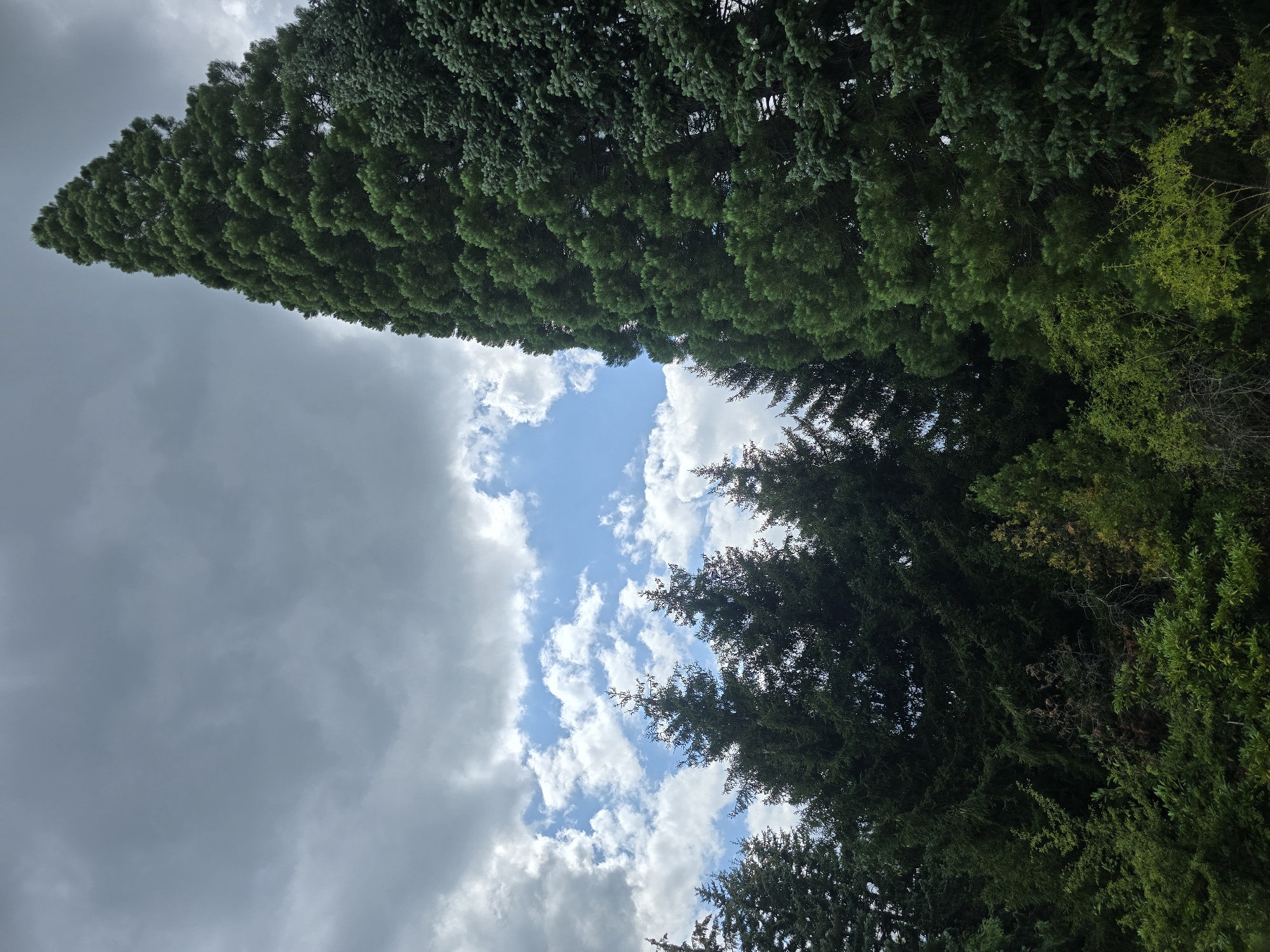 The image shows a dense forest of coniferous trees against a cloudy sky. The trees are predominantly green, with some variation in shade and texture. The sky is a mix of dark gray and white clouds, with patches of blue sky visible. The overall impression is one of a lush, natural environment. There are no people or animals visible in the image. The perspective is low-angle, looking up at the trees and sky. The lighting suggests it is daytime, but the clouds indicate overcast conditions.