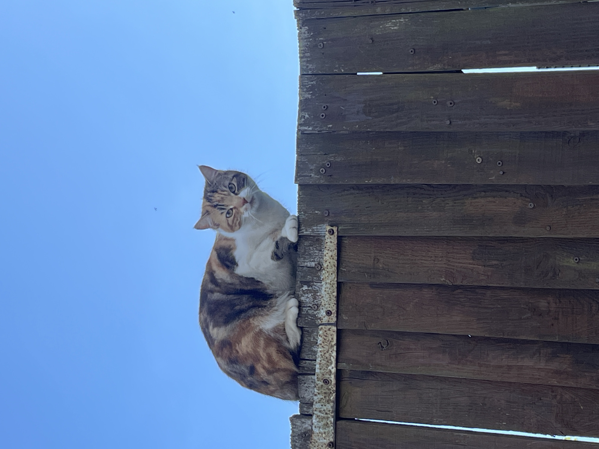 A low-angle shot captures a calico cat perched on top of a weathered, wooden fence. The fence panels are horizontally aligned and secured with metal brackets and fasteners. The cat is mostly cream, brown and black and appears to be looking directly at the viewer with a slightly quizzical expression. The background is a bright blue sky. The location of the picture is not provided, so I cannot provide information about the location in Maidstone, United Kingdom.