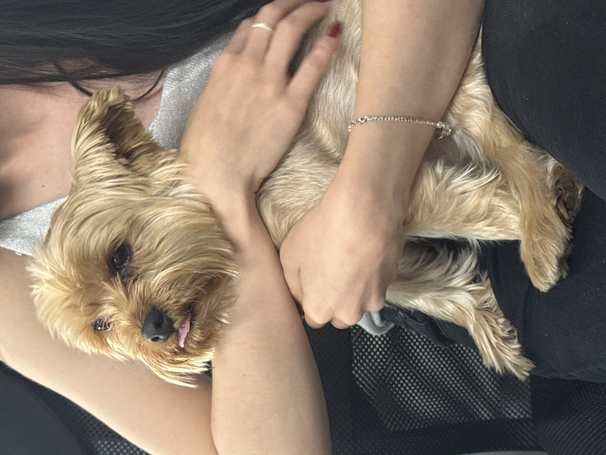 In this close-up, overhead shot, a person is holding a small, light brown dog with a fluffy coat. The dog's face is prominent, with its eyes and nose visible, and its tongue slightly sticking out. The person's arms are wrapped around the dog, with one hand gently resting on its head, adorned with a thin ring. The person is wearing a silver, sparkly top and a black garment, possibly pants. A delicate silver bracelet is visible on the person's wrist. The background is dark, with the textured mesh of a chair visible at the bottom. The lighting suggests an indoor setting, possibly during the day. The overall mood conveyed is one of affection and comfort between the person and the dog. There is no visible text in the image. The scene appears to be set in Nizhny Novgorod, Russia.