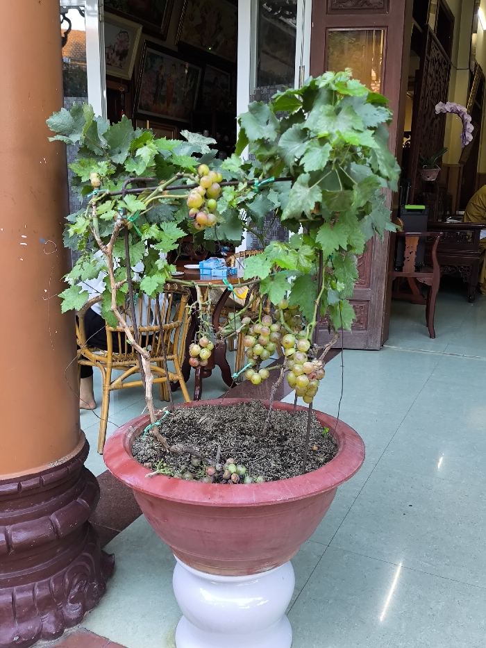 A mature grape vine, cultivated in a red terracotta-style pot situated on a white ceramic stand, is the central subject of this image taken in Thành phố Quảng Ngãi, Vietnam. The vine, supported by a dark metal trellis with green ties, displays numerous green leaves and multiple clusters of ripening grapes, exhibiting light green, yellowish, and reddish-pink coloration. Several detached grapes are scattered on the dark soil within the pot. To the immediate left, a large brown cylindrical pillar with a decorative base is partially visible.
Behind the grape plant, an interior space is visible through an open doorway or large window. Inside, a light brown rattan table holds a small light blue object, possibly a box or pack. A person's bare feet and lower legs, clad in dark trousers, are visible beneath the table, seated on a rattan chair. Additional rattan chairs and dark carved wooden furniture are present within the room. Framed pictures or artwork adorn the interior walls. To the right, a dark wooden door or partition is partially visible, with a small purple orchid plant in the upper right background. Further into the interior, a person wearing a light yellow or beige monastic robe is partially visible, seated at a dark wooden table. The floor in the foreground and visible interior is covered with light-colored square tiles.