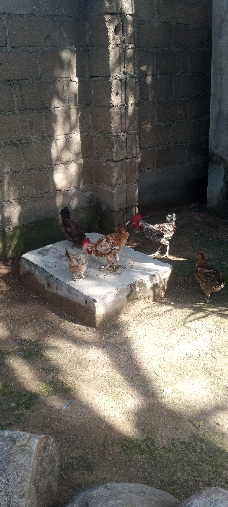 The image shows a group of chickens in an outdoor area, likely a farm or yard, located in Jalingo, Nigeria. The chickens are gathered around a raised concrete platform. The background consists of a rough, gray brick wall, casting shadows from sunlight filtering through unseen foliage. One chicken is dark brown with a red comb, another is lighter brown and white with a red comb, and a third is mostly brown. There are at least two other chickens visible, one appearing to be a rooster with a prominent red comb and patterned feathers, and another a darker brown hen. The ground is a mix of dirt and sparse grass. The overall impression is one of a rural or semi-rural setting.