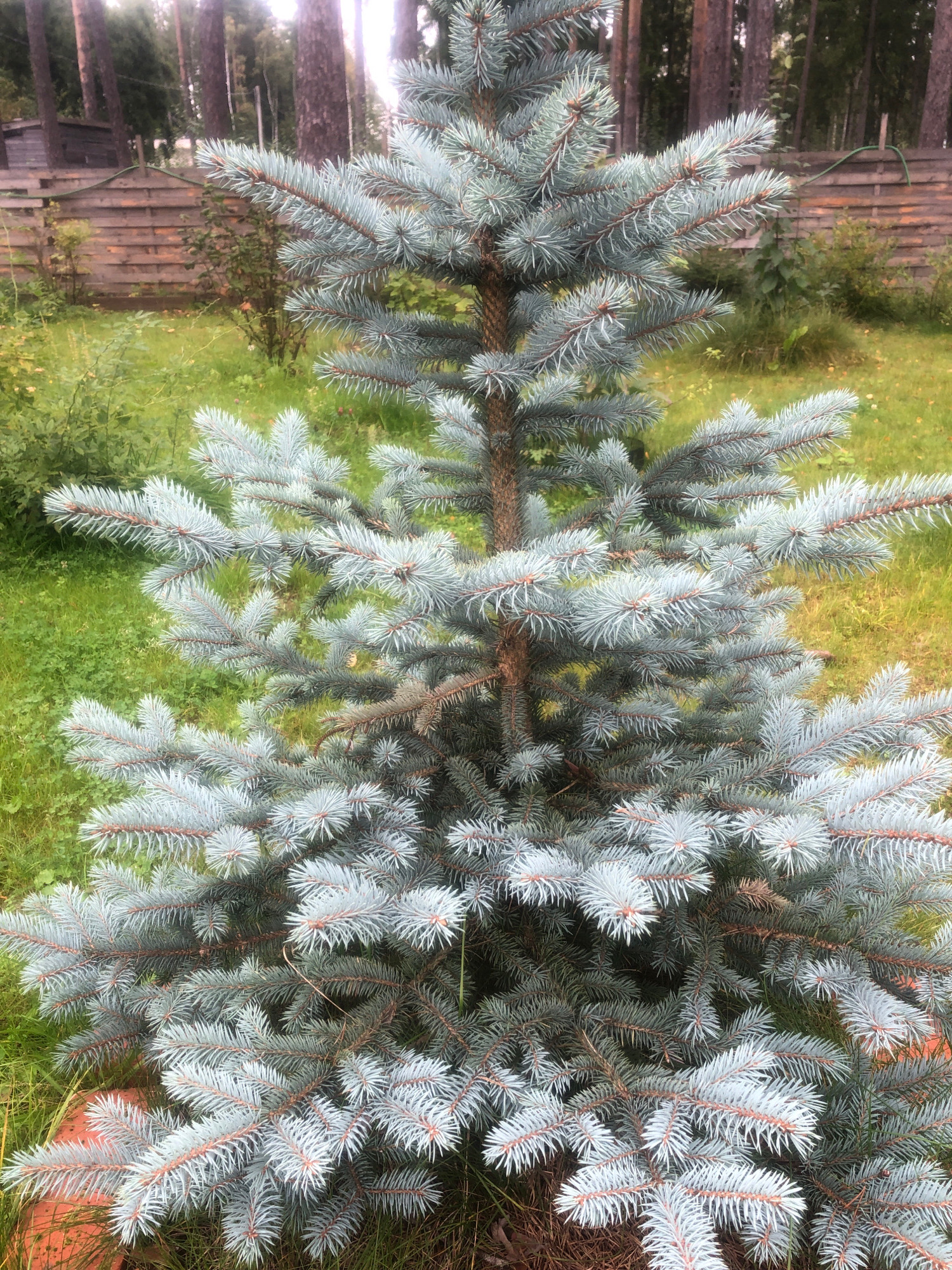 This is a vertical, medium shot photograph of a blue spruce tree in Arfa, Russia. The tree is in focus and takes up most of the frame, with its silvery-blue needles and brown branches clearly visible. The background consists of green grass, a wooden fence, and some trees. The lighting is soft and diffused, suggesting an overcast day. There are no people or animals present in the image. The overall impression is one of a peaceful, natural setting.