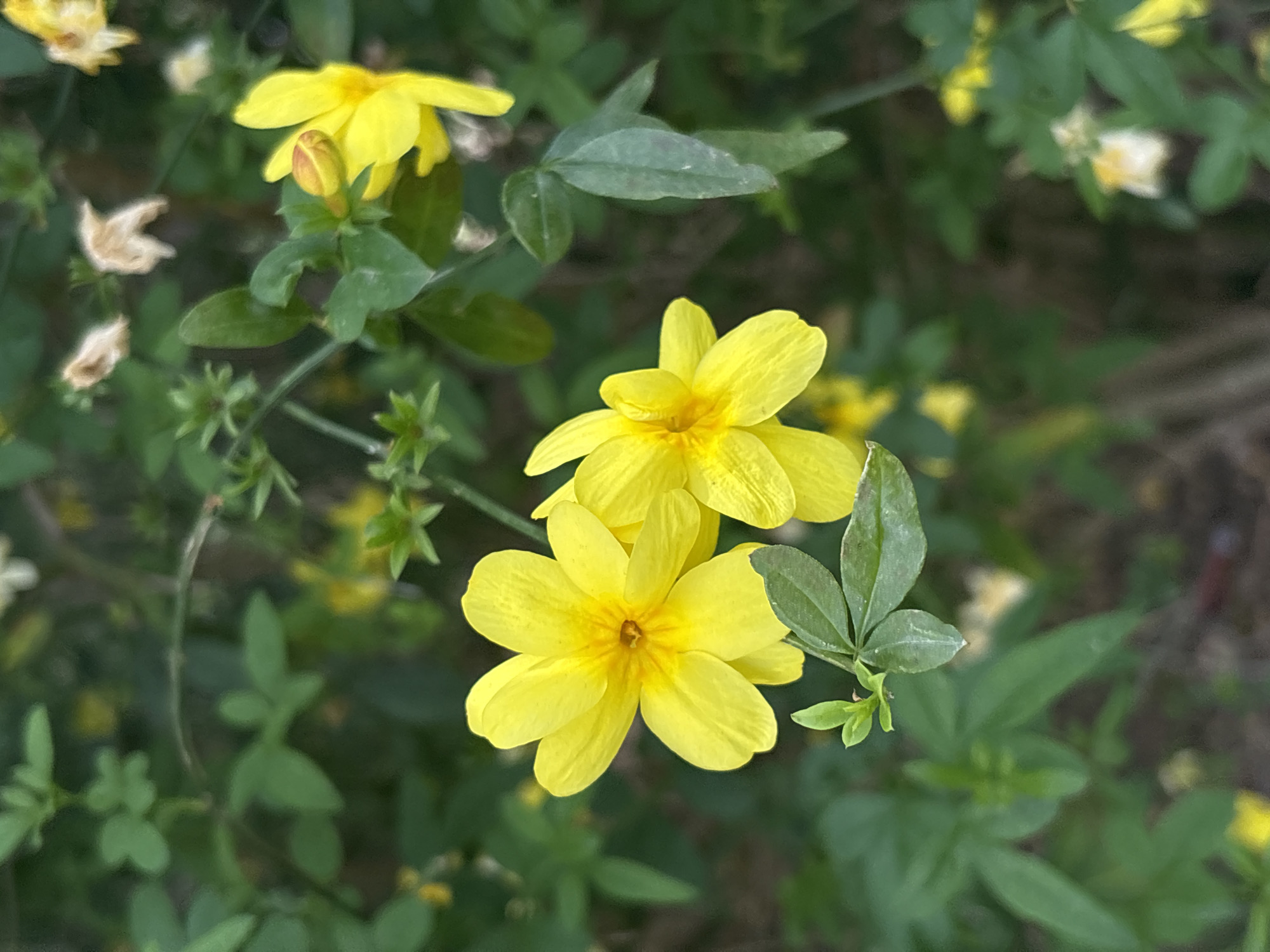 This image captures a close-up of vibrant yellow flowers and green foliage, likely a type of jasmine or similar flowering shrub, set against a softly blurred background. The primary subjects are two bright yellow flowers in the center-right of the frame, each featuring five to six prominent petals and a deeper yellow center. Above them, a third yellow flower is partially visible, and a small, unopened flower bud hints at future blooms.
The flowers are surrounded by various shades of green leaves and stems, some in sharp focus alongside the main blossoms, while others recede into the soft bokeh of the background. The leaves are generally small and ovate, forming clusters along slender stems. In the upper left background, other blurred yellow and white flowers can be discerned, indicating a larger plant or garden setting. The overall scene suggests a lush, natural environment.
The lighting appears to be natural daylight, possibly diffused, highlighting the cheerful yellow of the blossoms without harsh shadows. There is no specific activity taking place, but the image conveys a sense of growth and bloom. No visible text is present in the image. The location context provided is Bar, Montenegro, suggesting these plants are thriving in a Mediterranean climate. The focus is sharp on the central flowers, drawing the viewer's eye to their delicate details and bright coloration, while the blurred background emphasizes the depth of field.