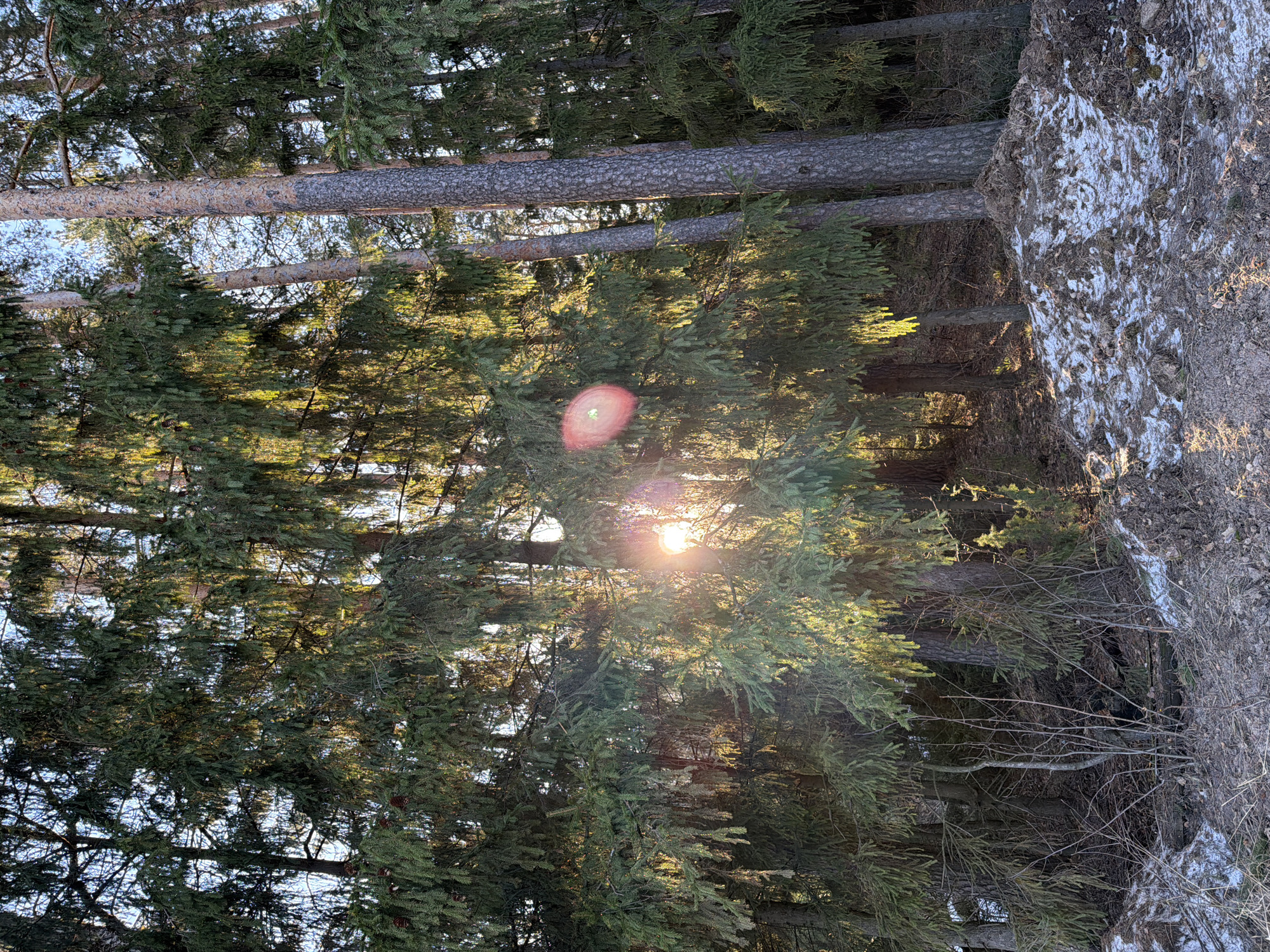 This media file captures a sun-drenched coniferous forest, likely taken during winter or early spring in Chaikovsky, Russia. The image, when correctly oriented, shows tall, straight tree trunks with rough, patterned bark rising vertically. Their dense, dark green needle foliage fills most of the frame.
The sun is a prominent feature, positioned on the mid-right side of the image, shining brightly through the tree branches. This direct light creates a strong backlit effect, illuminating the edges of the needles with a warm glow and casting much of the foreground foliage into shadow. A distinct, reddish-pink lens flare is visible in the upper-left quadrant, while a brighter, star-shaped flare radiates directly from the sun itself.
On the right side of the frame, the forest floor is visible, covered with patches of dirty white snow or ice, intermixed with dry earth, fallen leaves, and sparse, brittle undergrowth. The presence of snow suggests a cold season.
The time of day appears to be either morning or late afternoon, indicated by the relatively low angle of the sun. The scene evokes a sense of natural tranquility and emphasizes the interplay of light and shadow within the forest. There are no people, human activity, or visible text in the image.