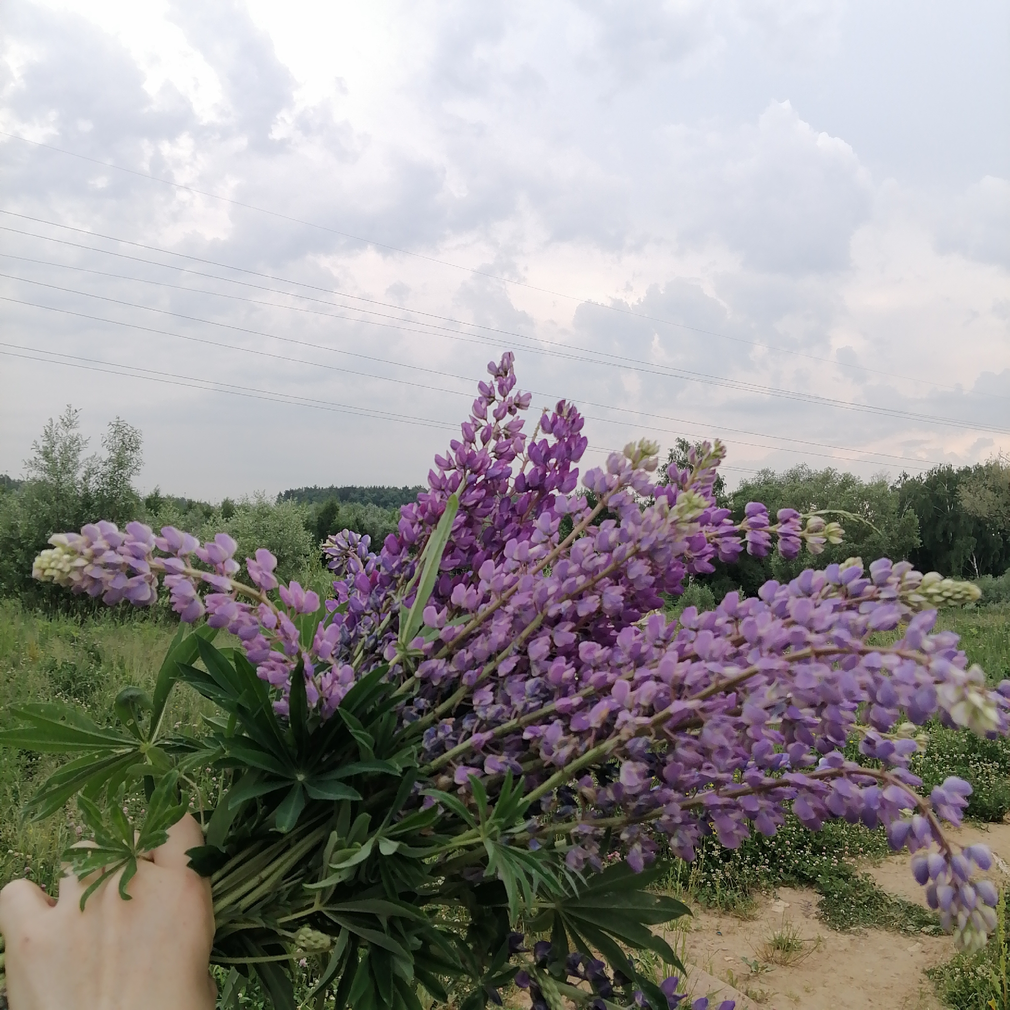 A hand is holding a large bouquet of purple lupine flowers in a field. The flowers are in full bloom, with many individual florets clustered together on tall spikes. The hand is pale and appears to be from an adult. The background shows a green field with trees in the distance. The sky is overcast with gray clouds. Power lines are visible in the upper portion of the image. The overall lighting suggests it is daytime, possibly late afternoon or early evening.