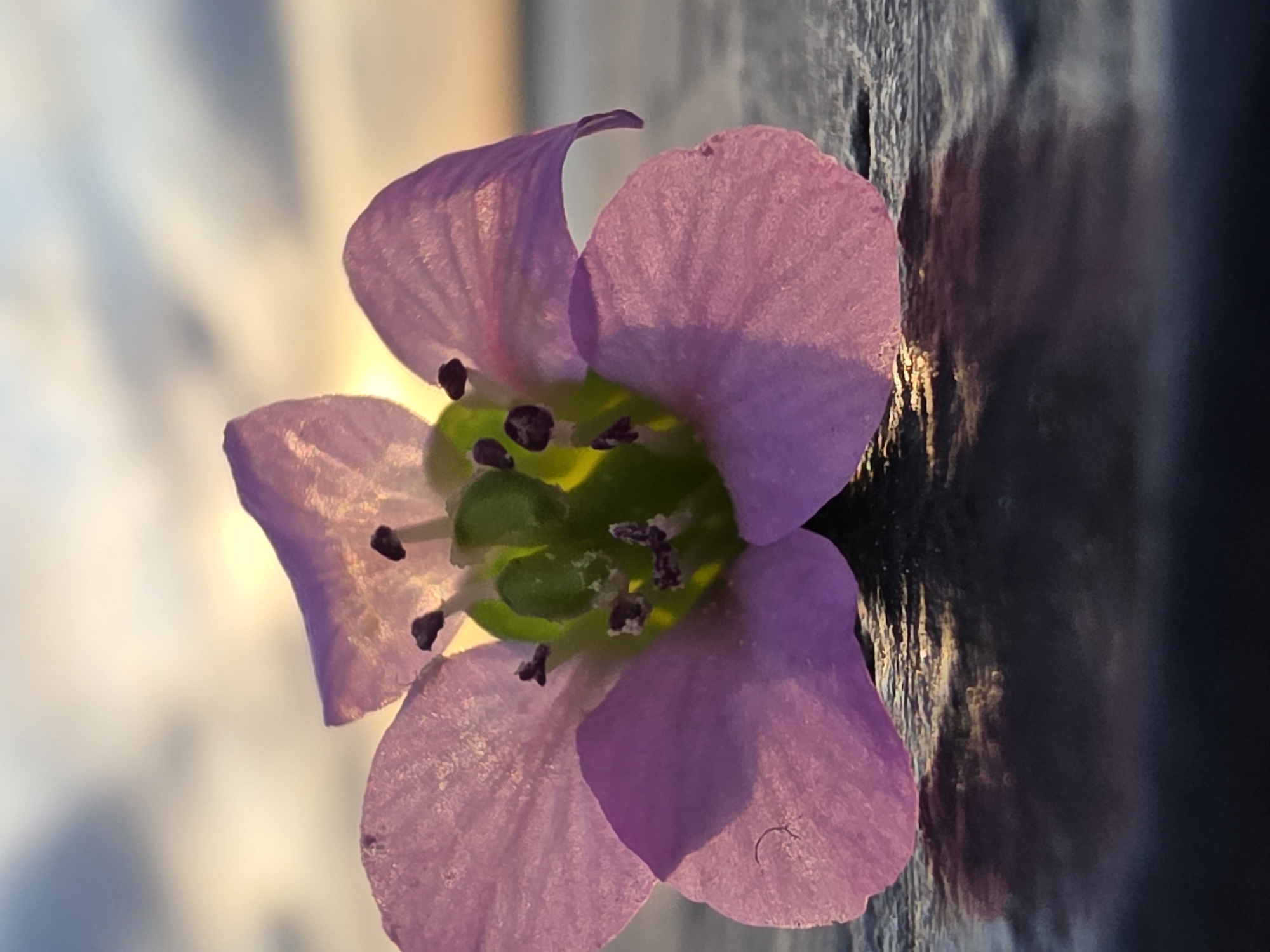 A close-up, slightly angled view shows a small, four-petaled, pinkish-purple flower with a green center and dark purple stamens. The flower is lying on a dark, textured surface which appears to be reflecting light. The background is blurred, showing muted tones of white, blue, and yellow. It is impossible to tell if the location is in the city of Chaikovsky, Russia from the image alone.